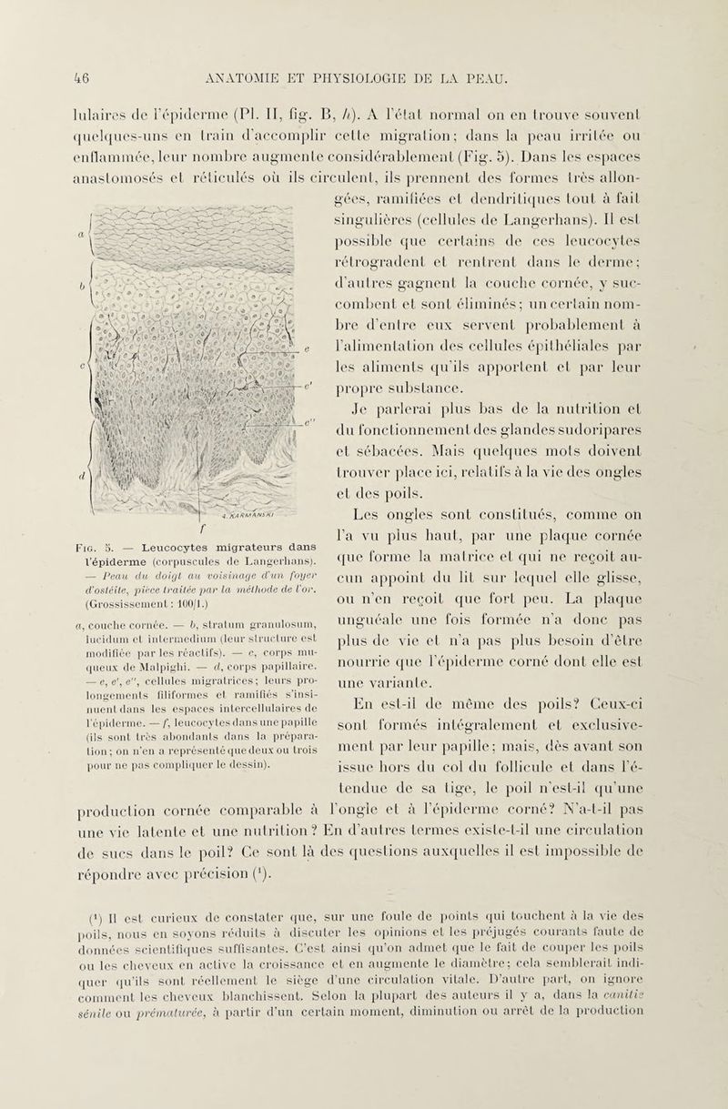 lulaires de l’épiderme (PI. II, fig. B, A). A l’état normal on en trouve souvent quelques-uns en train d’accomplir celle migration; dans la peau irritée ou enflammée, leur nombre augmente considérablement (Fig. 5). Dans les espaces anastomosés et réticulés où ils circulent, ils prennent des formes très allon¬ gées, ramifiées et dendritiques tout à fait singulières (cellules de Langerhans). Il est possible que certains de ces leucocytes rétrogradent et rentrent dans le derme; d’autres gagnent la couche cornée, y suc¬ combent et sont éliminés; un certain nom¬ bre d’entre eux servent probablement à l’alimentation des cellules épithéliales par les aliments qu'ils apportent et par leur propre substance. Je parlerai plus bas de la nutrition et du fonctionnement des glandes sudoripares et sébacées. Mais quelques mots doivent trouver place ici, relatifs à la vie des ongles et des poils. Les ongles sont constitués, comme on l’a vu plus haut, par une plaque cornée que forme la matrice et qui ne reçoit au¬ cun appoint du lit sur lequel elle glisse, ou n’en reçoit que fort peu. La plaque unguéale une fois formée n’a donc pas plus de vie et n’a pas plus besoin d’être nourrie (pie l’épiderme corné dont elle est une variante. En est-il de même des poils? Ceux-ci sont formés intégralement et exclusive¬ ment par leur papille; mais, dès avant son issue hors du col du follicule et dans l’é¬ tendue de sa tige, le poil n'est-il qu’une production cornée comparable à l'ongle et à l’épiderme corné? N’a-t-il pas une vie latente et une nutrition? En d’autres termes existe-t-il une circulation de sucs dans le poil? Ce sont là des questions auxquelles il est impossible de répondre avec précision (’). Fig. 5. — Leucocytes migrateurs dans l’épiderme (corpuscules de Langerhans). — Peau du doigt au voisinage d’un foyer d’ostéite, pièce traitée par la méthode de l'or. (Grossissement : 100/1.) a, couche cornée. — b, stratum granulosum, lucidum et intermedium (leur structure est modifiée par les réactifs). — c, corps mu¬ queux de Malpighi. — d, corps papillaire. — e,e'.e, cellules migratrices; leurs pro¬ longements filiformes et ramifiés s’insi¬ nuent dans les espaces intercellulaires de l’épiderme. — f, leucocytes dans une papille (ils sont très abondants dans la prépara¬ tion; on n’en a représenté que deux ou trois pour ne pas compliquer le dessin). (>) H est curieux de constater que, sur une foule de points qui touchent à la vie des poils, nous en soyons réduits à discuter les opinions et les préjugés courants faute de données scientifiques suffisantes. C’est ainsi qu’on admet que le fait de couper les poils ou les cheveux en aelive la croissance et en augmente le diamètre; cela semblerait indi¬ quer qu’ils sont réellement le siège d’une circulation vitale. D’autre part, on ignore comment les cheveux blanchissent. Selon la plupart des auteurs il y a, dans la canitis sénile ou prématurée, à partir d’un certain moment, diminution ou arrêt de la production