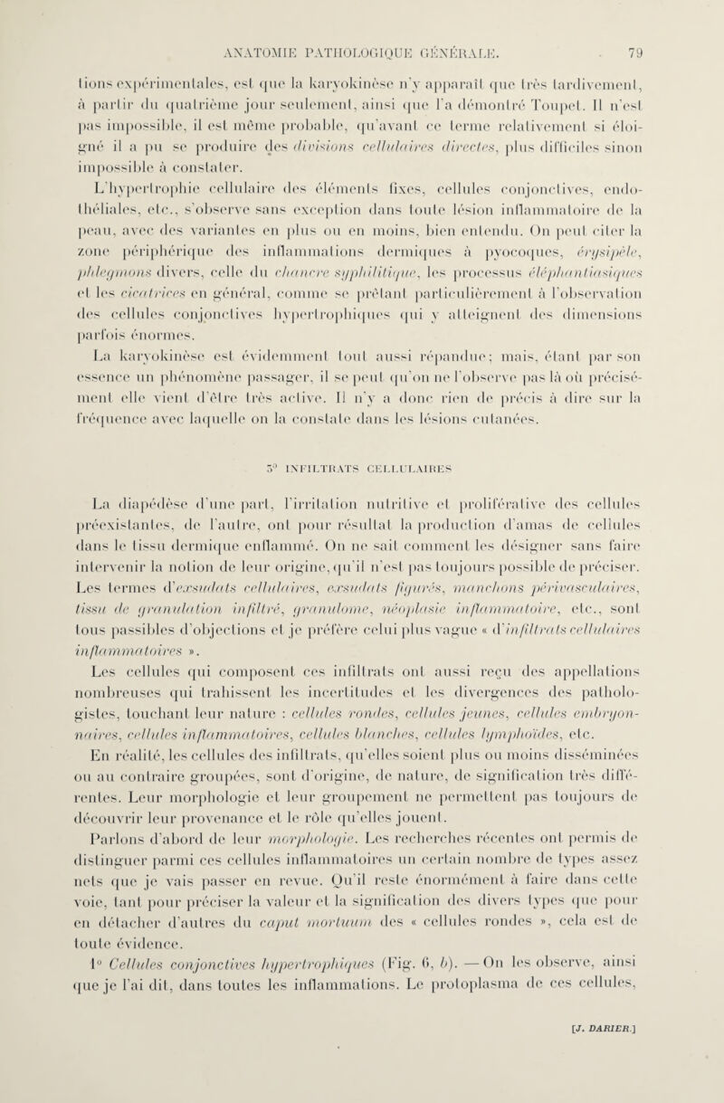 lions expérimentales, est que la karyokinèse n'y apparaît que très tardivement, à partir du quatrième jour seulement, ainsi que l’a démontré Toupet. 11 n’est, pas impossible, il est même probable, qu’avant ce terme relativement si éloi¬ gné il a pu se produire des divisions cellulaires directes, plus difficiles sinon impossible à constater. L’hypertrophie cellulaire des éléments fixes, cellules conjonctives, endo¬ théliales, etc., s’observe sans exception dans toute lésion inflammatoire de la peau, avec des variantes en plus ou en moins, bien entendu. On peut citer la zone périphérique des inflammations dermiques à pyocoques, érysipèle, phlegmons divers, celle du chancre syphilitique, les processus éléphantiasiques et les cicatrices en général, comme se prêtant particulièrement à l’observation des cellules conjonctives hypertrophiques qui y atteignent des dimensions parfois énormes. La karyokinèse est évidemment tout aussi répandue; mais, étant par son essence un phénomène passager, il se peut qu’on ne l’observe pas là où précisé¬ ment elle vient d’être très active. Il n’y a donc rien de précis à dire sur la fréquence avec laquelle on la constate dans les lésions cutanées. 5° INFILTRATS CELLULAIRES La diapédèse d’une part, l’irritation nutritive et proliférative des cellules préexistantes, de l’autre, ont pour résultat la production d’amas de cellules dans le tissu dermique enflammé. On ne sait comment les désigner sans faire intervenir la notion de leur origine, qu’il n’est pas toujours possible de préciser. Les termes t\' e.rsiulats cellulaires, exsudats fiyurés, manchons périvasculaires, tissu de granulation infiltré, granulome, néoplasie inflammatoire, etc., sont tous passibles d’objections et je préfère celui plus vague « (Y in filtrats cellulaires inflammatoires ». Les cellules qui composent ces infiltrats ont aussi reçu des appellations nombreuses qui trahissent les incertitudes et les divergences des patholo¬ gistes, touchant leur nature : cellules rondes, cellules jeunes, cellules embryon¬ naires, cellules inflammatoires, cellules blanches, cellules lymphoïdes, etc. Eu réalité, les cellules des infiltrats, qu’elles soient plus ou moins disséminées ou au contraire groupées, sont d’origine, de nature, de signification très di(Té- rentes. Leur morphologie et leur groupement ne permettent pas toujours de découvrir leur provenance et le rôle qu’elles jouent. Parlons d’abord de leur morphologie. Les recherches récentes ont permis de distinguer parmi ces cellules inflammatoires un certain nombre de types assez nets que je vais passer en revue. Ou il reste énormément à faire dans cette voie, tant pour préciser la valeur et la signification des divers types que pour en détacher d’autres du caput mortuum des « cellules rondes », cela est de toute évidence. 1° Cellules conjonctives 1 typer trophiques (Fig. fl, b). —On les observe, ainsi (jue je l’ai dit, dans toutes les inflammations. Le protoplasma de ces cellules,