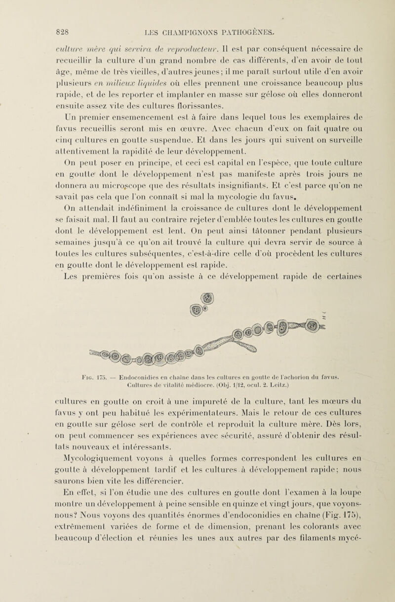 culture mère qui servira de reproducteur. Il esl par conséquent nécessaire de recueillir la culture d'un grand nombre de cas différents, d’en avoir de tout âge, même de très vieilles, d’autres jeunes ; il me paraît surtout utile d'en avoir plusieurs en milieux liquides où elles prennent une croissance beaucoup plus rapide, et de les reporter et implanter en masse sur gélose où elles donneront ensuite assez vite des cultures florissantes. Un premier ensemencement est à faire dans lequel tous les exemplaires de favus recueillis seront mis en œuvre. Avec chacun d’eux on fait quatre ou cinq cultures en goutte suspendue. Et dans les jours qui suivent on surveille attentivement la rapidité de leur développement. On peut poser en principe, et ceci est capital en l'espèce, que toute culture en goutte dont le développement n’est pas manifeste après trois jours ne donnera au microscope que des résultats insignifiants. Et c’est parce qu’on ne savait pas cela que l'on connaît si mal la mycologie du favus. On attendait indéfiniment la croissance de cultures dont le développement se faisait mal. Il faut au contraire rejeter d’emblée toutes les cultures en goutte dont le développement est lent. On peut ainsi tâtonner pendant plusieurs semaines jusqu’à ce qu’on ait trouvé la culture qui devra servir de source à toutes les cultures subséquentes, c’est-à-dire celle d'où procèdent les cultures en goutte dont le développement est rapide. Les premières fois qu’on assiste à ce développement rapide de certaines Fig. 175. — Endoconidies en chaîne dans les cultures en goutte de l’achorion du favus. Cultures de vitalité médiocre. (Obj. 1/12, ocul. 2. Leitz.) cultures en goutte on croit à une impureté de la culture, tant les mœurs du favus y ont peu habitué les expérimentateurs. Mais le retour de ces cultures en goutte sur gélose sert de contrôle et reproduit la culture mère. Dès lors, on peut commencer ses expériences avec sécurité, assuré d’obtenir des résul¬ tats nouveaux et intéressants. Mycologiquement voyons à quelles formes correspondent les cultures en goutte à développement tardif et les cultures à développement rapide; nous saurons bien vile les différencier. En effet, si l’on étudie une des cultures en goutte dont l’examen à la loupe montre un développement à peine sensible en quinze et vingt jours, que voyons- nous? Nous voyons des quantités énormes d’endoconidies en chaîne (Fig. 175), extrêmement variées de forme et de dimension, prenant les colorants avec beaucoup d’élection et réunies les unes aux autres par des filaments mycé-