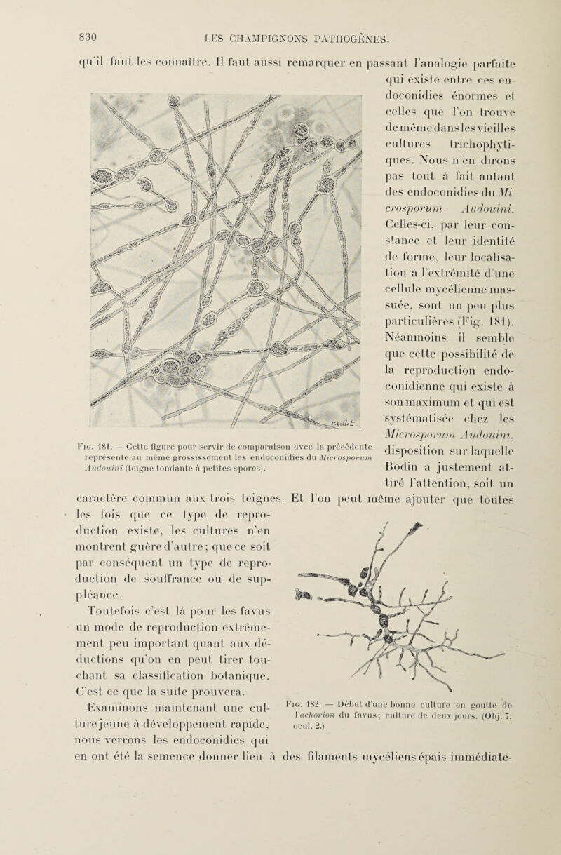 qu il faut les connaître. Il faut aussi remarquer en passant l’analogie parfaite qui existe entre ces en- doconidies énormes et celles que l’on trouve de même dans les vieilles cultures trichophyti- ques. Nous n’en dirons pas tout à fait autant des endoconidies du Mi- crosporum Audouini. Celles-ci, par leur con¬ stance et leur identité de forme, leur localisa¬ tion à l’extrémité d’une cellule mycélienne mas- suée, sont un peu plus particulières (Fig. 181). Néanmoins il semble <pie cette possibilité de la reproduction endo- conidienne qui existe à son maximum et qui est systématisée chez les Microsporum Audouini, Fig. 181. — Cette figure pour servir de comparaison avec la précédente disposition sur loouelle représente au même grossissement les endoconidies du Microsporum . I Audouini (teigne tondante à petites spores). Bodin a justement at¬ tiré l’attention, soit un caractère commun aux trois teignes. Et l’on peut même ajouter que toutes les fois que ce type de repro¬ duction existe, les cultures n’en mont rent guère d’autre ; que ce soit par conséquent un type de repro¬ duction de souffrance ou de sup¬ pléance. Toutefois c’est là pour les favus un mode de reproduction extrême¬ ment peu important quant aux dé¬ ductions qu’on en peut tirer tou¬ chant sa classification botanique. C’est ce que la suite prouvera. Examinons maintenant une cul- turejeune à développement rapide, nous verrons les endoconidies qui en ont été la semence donner lieu à Fig. 182. — Début d'une bonne culture en goutlc de Yachorion du favus; culture de deux jours. (Obj. 7, ocul. 2.) des filaments mycéliens épais immédiate-