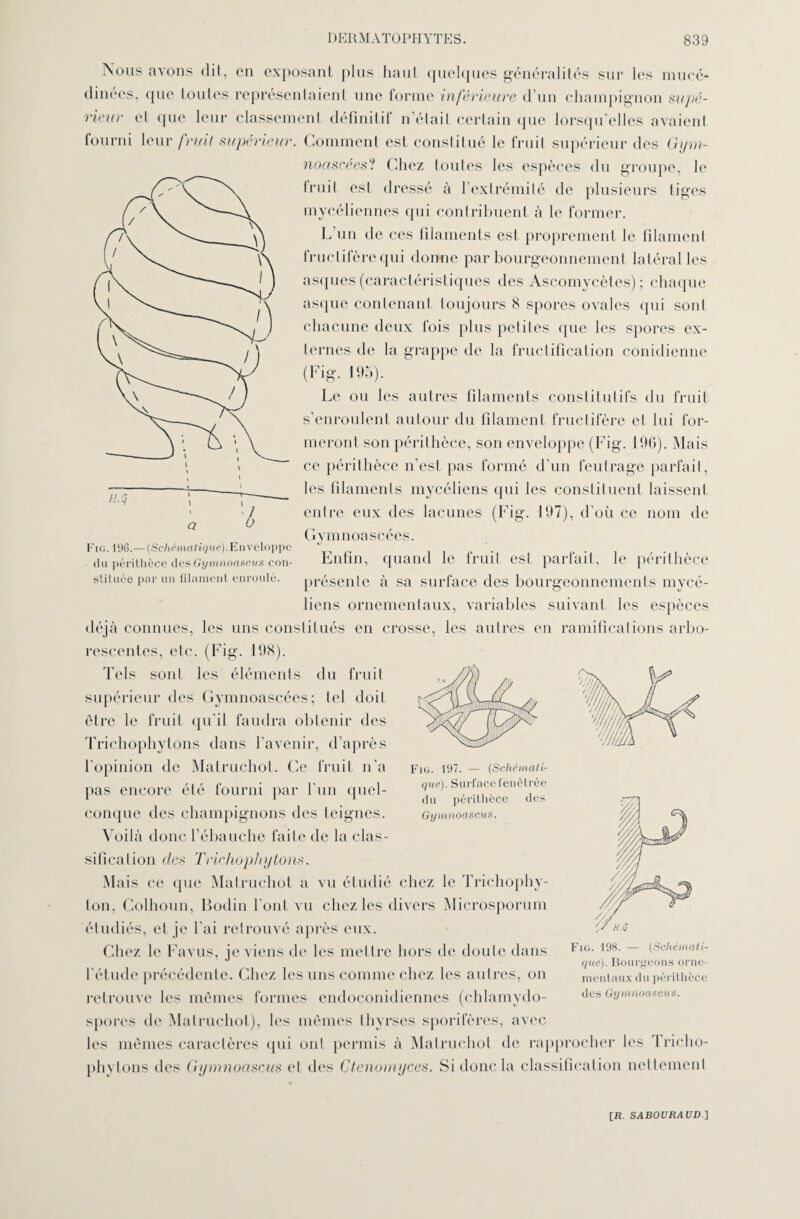 Nous avons dit, en exposant plus haut quelques généralités sur les mucé- dinées, que loules représentaient une forme inférieure d’un champignon supé¬ rieur et que leur classement définitif n’était certain que lorsqu’elles avaient fourni leur fruit supérieur. Comment est constitué le fruit supérieur des Gym- noascées? Chez toutes les espèces du groupe, le fruit est dressé à l’extrémité de plusieurs tiges mycéliennes qui contribuent à le former. L un de ces filaments est proprement le filament fructifère qui donne par bourgeonnement latéral les asques(caractéristiques des Ascomycètes); chaque asque contenant toujours 8 spores ovales qui sont chacune deux fois plus petites que les spores ex¬ ternes de la grappe de la fructification conidienne (Fig. 195). Le ou les autres filaments constitutifs du fruit s’enroulent autour du filament fructifère et lui for¬ meront son périthèce, son enveloppe (Fig. 196). Mais ce périthèce n’est pas formé d’un feutrage parfait, les filaments mycéliens qui les constituent laissent entre eux des lacunes (Fig. 197), d’où ce nom de Gymnoascées. Enfin, quand le fruit est parfait, le périthèce présente à sa surface des bourgeonnements mycé¬ liens ornementaux, variables suivant les espèces déjà connues, les uns constitués en crosse, les autres en ramifications arbo¬ rescentes, etc. (Fig. 198). Tels sont les éléments du fruit supérieur des Gymnoascées; tel doit être le fruit qu'il faudra obtenir des Trichophytons dans l’avenir, d’après l'opinion de Malruchot. Ce fruit n'a pas encore été fourni par l'un quel¬ conque des champignons des teignes. Voilà donc l’ébauche faite de la clas¬ sification des Trichophytons. Mais ce que Malruchot a vu étudié chez le Trichophy- lon, Colhoun, Bodin font vu chez les divers Microsporum étudiés, et je l’ai retrouvé après eux. Chez le Favus, je viens de les mettre hors de doute dans l'étude précédente. Chez les uns comme chez les autres, on retrouve les mêmes formes endoconidiennes (chlamydo- spores de Malruchot), les mêmes thyrses sporifères, avec les mêmes caractères qui oui permis à Malruchot de rapprocher les Tricho¬ phytons des Gymnoascus et des Ctenomyces. Si donc la classification nettement Fig. 196.— (Schématique).Enveloppe du périthèce des Gymnoascus con¬ stituée par un filament enroulé. Fig. 197. — (Schémati¬ que). Surface fenôtréc du périthèce des Gymnoascus. Fig. 198. — (Schémati¬ que). Bourgeons orne¬ mentaux du périthèce des Gymnoascus.