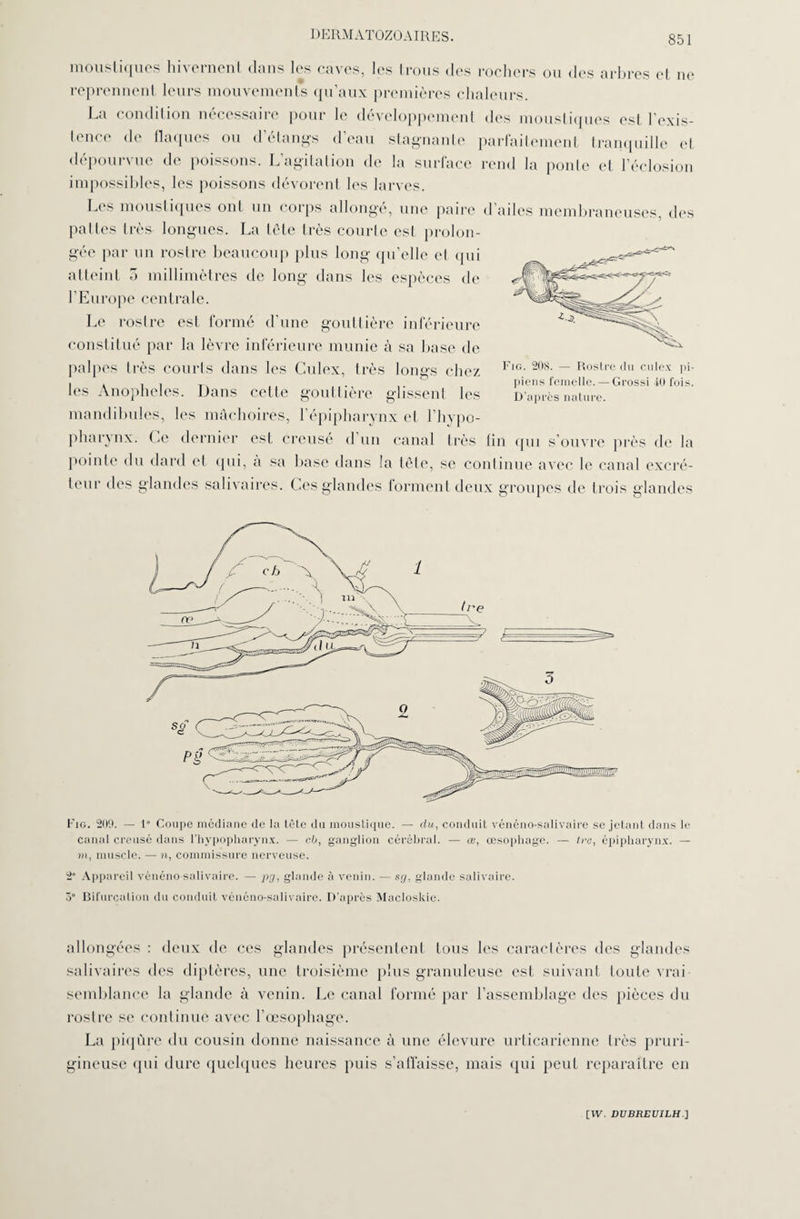 moustiques hivernent dans les caves, les trous des rochers ou des arbres et ne reprennent leurs mouvements qu’aux premières chaleurs. La condition nécessaire pour le développement des moustiques est l’exis¬ tence de flaques ou d’étangs d’eau stagnante parfaitement tranquille et dépourvue de poissons. L’agitation de la surface rend la ponte et l’éclosion impossibles, les poissons dévorent les larves. Les moustiques ont un corps allongé, une paire d’ailes membraneuses, des pattes très longues. La tête très courte est prolon¬ gée par un rostre beaucoup plus long qu’elle et qui atteint 5 millimètres de long dans les espèces de l’Europe centrale. Le rostre est formé d’une gouttière inférieure Constitué par la lèvre inférieure munie à sa base de palpes très courts dans les Culex, très longs chez les Anopheles. Dans cette gouttière glissent les mandibules, les mâchoires, l’épipharynx et l’hypo- pharynx. Ce dernier est creusé d un canal très tin qui s’ouvre près de la pointe du dard et qui, à sa base dans la tète, se continue avec le canal excré¬ teur des glandes salivaires. Ces glandes forment deux groupes de trois glandes Fig. 208. — Rostre du culex pi- piens femelle. — Grossi 40 fois. D’après nature. Fig. 209. — 1° Coupe médiane de la tète du moustique. — du, conduit vénéno-salivaire se jetant dans le canal creusé dans l’hypopharynx. — cb, ganglion cérébral. — œ, œsophage. — Ire, épipharynx. — m, muscle. — n, commissure nerveuse. 2° Appareil vénéno-salivaire. — pg, glande à venin. — sg, glande salivaire. 5° Bifurcation du conduit vénéno-salivaire. D’après Macloskie. allongées : deux de ces glandes présentent tous les caractères des glandes salivaires des diptères, une troisième plus granuleuse est suivant toute vrai semblance la glande à venin. Le canal formé par l’assemblage des pièces du rostre se continue avec l’œsophage. La piqûre du cousin donne naissance à une élevure urticarienne très pruri¬ gineuse (pii dure quelques heures puis s’affaisse, mais qui peut reparaître en