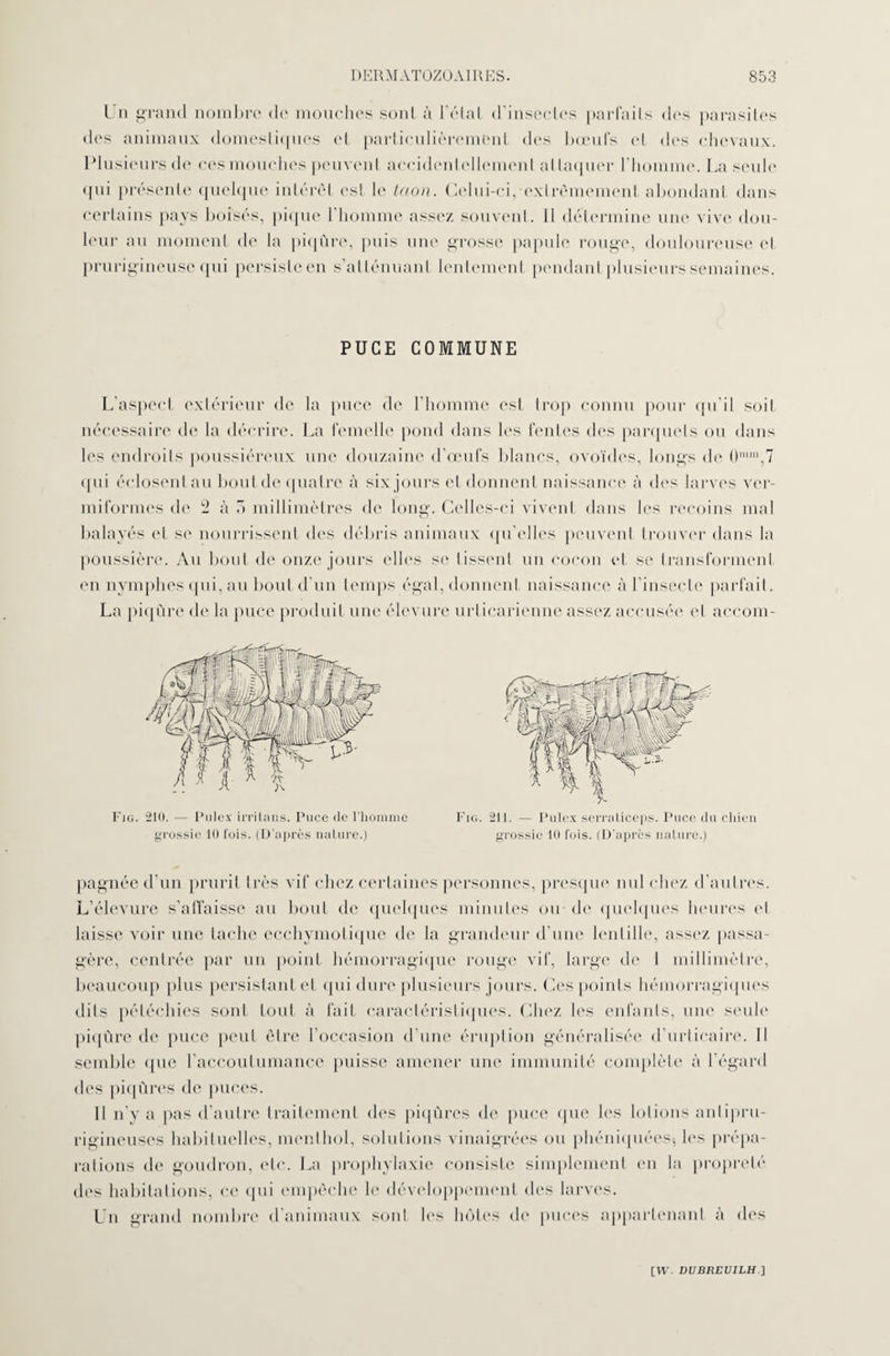 Un grand nombre de mouches sont à l’état d’insectes parfaits des parasites des animaux domestiques et particulièrement des bœufs et des chevaux. Plusieurs de ces mouches peuvent accidentellement attaquer l’homme. La seule qui présente quelque intérêt est le taon. Celui-ci, extrêmement abondant dans certains pays boisés, pique l'homme assez souvent. 11 détermine une vive dou¬ leur au moment de la piqûre, puis une grosse papule rouge, douloureuse et prurigineuse qui persiste en s’atténuant lentement pendant plusieurs semaines. PUCE COMMUNE L’aspect extérieur de la puce de l'homme est trop connu pour qu’il soit nécessaire de la décrire. La femelle pond dans les fentes des parquets ou dans les endroits poussiéreux une douzaine d’œufs blancs, ovoïdes, longs de 0mn‘,7 qui éclosent au bout de quatre à six jours et donnent naissance à des larves ver- miformes de 2 à 5 millimètres de long. Celles-ci vivent dans les recoins mal balayés et se nourrissent des débris animaux qu’elles peuvent trouver dans la poussière. Au bout de onze jours elles se tissent un cocon et se transforment en nymphes qui, au bout d’un temps égal, donnent naissance à l’insecte parfait. La piqûre de la puce produit une élevure urlicarienne assez accusée et accom- Fig. 210. — Pulex irritans. Puce de l’homme grossie 10 fois. (D'après nature.) Fig. 211. — Pulex serraliceps. Puce du chien grossie 10 fois. (D’après nature.) pagnée d’un prurit très vif chez certaines personnes, presque nul chez d’autres. L’élevure s'affaisse au bout de quelques minutes ou de quelques heures et laisse voir une tache ecchymotique de la grandeur d'une lentille, assez passa¬ gère, centrée par un point hémorragique rouge vif, large de 1 millimètre, beaucoup plus persistant et qui dure plusieurs jours. Ces points hémorragiques dits pétéchies sont tout à fait caractéristiques. Chez les enfants, une seule piqûre de puce peut être l’occasion d’une éruption généralisée d’urticaire. Il semble que l’accoutumance puisse amener une immunité complète à l’égard des piqûres de puces. Il n’y a pas d’autre traitement des piqûres de puce que les lotions antipru¬ rigineuses habituelles, menthol, solutions vinaigrées ou phéniquées$ les prépa¬ rations de goudron, etc. La prophylaxie consiste simplement en la propreté des habitations, ce qui empêche le développement des larves. Un grand nombre d’animaux sont les hôtes de puces appartenant à des