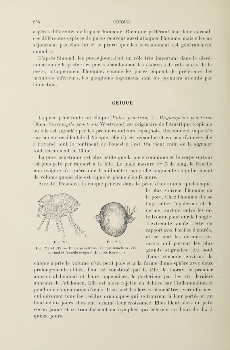 espèces différentes de là puce humaine. Bien que préférant leur hôte normal, ces différentes espèces de puces peuvent aussi attaquer l'homme, mais elles ue séjournent pas chez lui et le prurit qu'elles occasionnent est généralement moindre. D’après Simond, les puces joueraient un rôle très important dans la dissé¬ mination de la peste : les puces abandonnant les cadavres de rats morts de la peste, attaqueraient l’homme; comme les puces piquent de préférence les membres inférieurs, les ganglions inguinaux sont les premiers atteints par (infection. CHIQUE La puce pénétrante ou chique (Pulex pénétrons L., Rhyneoprion pénétrons Oken, Sarcopsylla pénétrons Westwood) est originaire de l’Amérique tropicale oii elle est signalée par les premiers auteurs espagnols. Récemment importée sur la côte occidentale d’Afrique, elle s’y est répandue et en peu d’années elle a traversé tout le continent de l’ouest à l’est. On vient enfin de la signaler tout récemment en Chine. La puce pénétrante est plus petite que la puce commune et le corps surtout est plus petit par rapport à la tète. Le mâle mesure 1 mm,o de long, la femelle non ovigère n’a guère que 1 millimètre, mais elle augmente singulièrement de volume quand elle est repue et pleine d’œufs mûrs. Aussitôt fécondée, la chique pénètre dans la peau d’un animal quelconque, le plus souvent l’homme ou le porc. Chez l’homme elle se loge entre l’épiderme et le derme, surtout entre les or- teilsouau pourtourde l’ongle. L’extrémité anale reste en rapport avec l’orifice d’entrée, et ce sont les derniers an¬ neaux qui portent les plus grands stigmates. Au bout d’une semaine environ, la chique a pris le volume d’un petit pois et a la forme d’une sphère avec deux prolongements effilés, l’un est constitué par la tète, le thorax, le premier anneau abdominal et leurs appendices, le postérieur par les six derniers anneaux de l’abdomen. Elle est alors rejetée en dehors par l’inflammation et pond une cinquantaine d’œufs. Il en sort des larves blanchâtres, vermiformes, (pii dévorent tous les résidus organiques qui se trouvent à leur portée et au bout de dix jours elles ont terminé leur croissance. Elles filent alors un petit cocon jaune et se transforment en nymphes qui éclosent au bout de dix à quinze jours. Fig. 212 ot 21ô. — Pulex penetrans. Chique femelle à l’état normal et femelle ovigère. (D'après Karsten.)