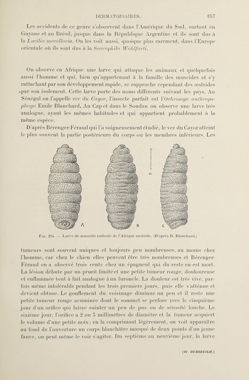 Les accidents de ce genre s’observent dans l’Amérique du Sud, surtout en Guyane et au Brésil, jusque dans la République Argentine et ils sont dus à la Lucilia macellaria. On les voit aussi, quoique plus rarement, dans l’Europe orientale où ils sont dus à la Sarcophila Wohlfcirti. On observe en Afrique une larve qui attaque les animaux el quelquefois aussi 1 homme et qui, bien qu’appartenant à la famille des muscides et s’y rattachant par son développement rapide, se rapproche cependant des œstrides • par son isolement. Cette larve porte des noms différents suivant les pays. Au Sénégal on l’appelle ver du Cayor, l’insecte parfait est FOchromya cinthropo- phciga Emile Blanchard. Au Cap cl dans le Soudan on observe une larve très analogue, ayant les mêmes habitudes et qui appartient probablement à la même espèce. D après Bérenger-Féraud qui l’a soigneusement étudié, le ver du Cayoratteinl le plus souvent la partie postérieure du corps ou les membres inférieurs. Les /A; «qo v.‘i IM' | * V* V »:«• *•’ . <« t > i V , éSfillSS! Jff Æk W.Ai *\ è* | V';* Cjt'V y lVV^*'L;v>AAî>^ j i v v «. '“vêf- /vézlûü®?' Fig. 211. — Larve de muscide cuticole de l’Afrique australe. (D’après R. Blanchard.) tumeurs sont souvent uniques et toujours peu nombreuses, au moins chez l’homme, car chez le chien elles peuvent être très nombreuses et Bérenger- Féraud en a observé trois cents chez un épagneul qui du reste en est mort. La lésion débute par un prurit limité et une petite tumeur rouge, douloureuse et enflammée tout à fait analogue à un furoncle. La douleur est très vive, par¬ fois même intolérable pendant les trois premiers jours, puis elle s'atténue el devient obtuse. Le gonflement du voisinage diminue un peu el il reste une petite tumeur rouge acuminée dont le sommet se perfore vers le cinquième jour d’un orifice qui laisse suinter un peu de pus ou de sérosité louche. Le sixième jour, l’orifice a 2 ou 3 millimètres de diamètre et la tumeur acquiert le volume d’une petite noix; en la comprimant légèrement, on voit apparaître au fond de l’ouverture un corps blanchâtre marqué tic deux points d’un jaune fauve, on peut même le voir s’agiter. Du septième au neuvième jour, la larve