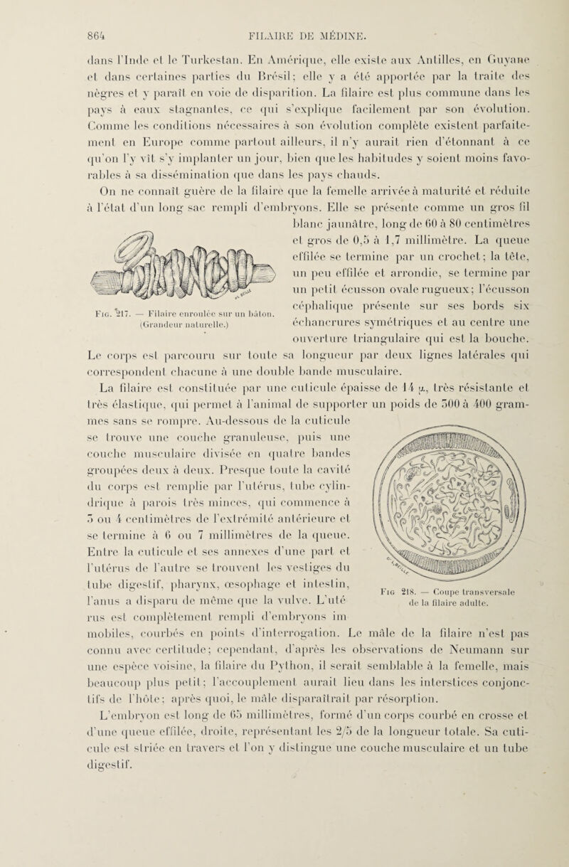 dans l’Inde et le Turkestan. En Amérique, elle existe aux Antilles, en Guyane et dans certaines parties du Brésil; elle y a été apportée par la traite des nègres et y paraît en voie de disparition. La filaire est plus commune dans les pays à eaux stagnantes, ce qui s’explique facilement par son évolution. Comme les conditions nécessaires à son évolution complète existent parfaite¬ ment en Europe comme partout ailleurs, il n’y aurait rien d’étonnant à ce qu’on l’y vit s’y implanter un jour, bien que les habitudes y soient moins favo¬ rables à sa dissémination que dans les pays chauds. On ne connaît guère de la filaire que la femelle arrivée à maturité et réduite à l’état d’un long sac rempli d’embryons. Elle se présente comme un gros fil blanc jaunâtre, long de 60 à 80 centimètres et gros de 0,5 à 1,7 millimètre. La queue effilée se termine par un crochet; la tête, un peu effilée et arrondie, se termine par un petit écusson ovale rugueux ; l’écusson céphalique présente sur ses bords six échancrures symétriques et au centre une ouverture triangulaire qui est la bouche. Le corps est parcouru sur toute sa longueur par deux lignes latérales qui correspondent chacune à une double bande musculaire. La filaire est constituée par une cuticule épaisse de 14 u,, très résistante et Irès élastique, qui permet à l’animal de supporter un poids de 500 à 400 gram¬ mes sans se rompre. Au-dessous de la cuticule se trouve une couche granuleuse, puis une couche musculaire divisée en quatre bandes groupées deux à deux. Presque toute la cavité du corps est remplie par l’utérus, tube cylin¬ drique à parois très minces, qui commence à Fie. 217. — Filaire enroulée sur un bâton. (Grandeur naturelle.) Fig 21S. — Coupe transversale de la filaire adulte. 5 ou 4 centimètres de l’extrémité antérieure et se termine à 6 ou 7 millimètres de la queue. Entre la cuticule et ses annexes d’une part et l’utérus de l’autre se trouvent les vestiges du tube digestif, pharynx, œsophage et intestin, l’anus a disparu de même que la vulve. L’uté¬ rus est complètement rempli d’embryons im mobiles, courbés en points d’interrogation. Le mâle de la filaire n’est pas connu avec certitude; cependant, d’après les observations de Neumann sur une espèce voisine, la filaire du Python, il serait semblable à la femelle, mais beaucoup plus petit; l’accouplement aurait lieu dans les interstices conjonc¬ tifs de l’hôte; après quoi, le mâle disparaîtrait par résorption. L’embryon est long de 65 millimètres, formé d’un corps courbé en crosse et d’une queue effilée, droite, représentant les 2/5 de la longueur totale. Sa cuti¬ cule est striée en travers et l’on y distingue une couche musculaire et un tube digestif.