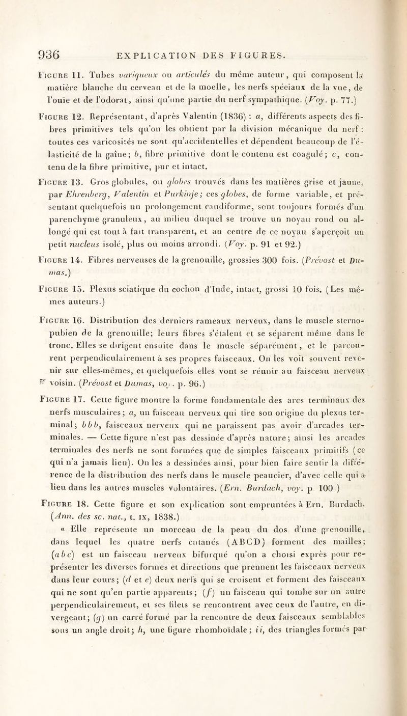 FiGüTiE 11. Tubes variqueux ou articulés du meme auteur, qui composent la matière blanche du cerveau et de la moelle, les nerfs spéciaux de la vue, de l’ouïe et de l’odorat, ainsi qu’une partie du nerf sympathique. {Voy. p. 77.) Figure 12. Représentant, d’après Valentin (1836) : a, différents aspects des li¬ bres primitives tels qu’on les obtient par la division mécanique du nerf ; toutes ces varicosités ne sont qu’accidentelles et dépendent beaucoup de l’é¬ lasticité de la gaîne; b, fd^re primitive dont le contenu est coagulé; c, con¬ tenu de la libre primitive, jmr et intact. Fl GüRE 13. Gros globules, ou qlohes trouvés dans les matières grise et jaune, par Ehrenberg, Ealentin ei Purkinje; ce^ globes, de forme variable, et pré¬ sentant quelquefois un prolongement caudiforme, sont toujours formés d’un parenchyme granuleux, au milieu du([uel se trouve un noyau rond ou al¬ longé qui est tout à lait transparent, et au centre de ce noyau s’aperçoit un petit nucléus isolé, plus ou moins arrondi. {Voy. p. 91 et 92.) Figure 14. Fibres nerveuses de la grenouille, grossies 300 fois. {Prévost et Du¬ mas.) Figure 15. Plexus sciatique du cochon d’Inde, intact, grossi 10 lois. (Les me¬ mes auteurs.) Figure 16. Distribution des derniers rameaux nerveux, dans le muscle stcrno- pubien de la grenouille; leurs fibres s’étalent et se séparent meme dans le tronc. Elles se dirigent ensuite dans le muscle séparément, et le parcou¬ rent perpendiculairement à ses propres faisceaux. On les voit souvent reve¬ nir sur elles-mêmes, et quelquefois elles vont se réunir au faisceau nerveux ^ voisin. {Prévost et Dumas, voj . p. 96.) Figure 17. Cette ligure montre la forme fondamentale des arcs terminaux des nerfs musculaires; a, un faisceau nerveux qui tire son origine du plexus ter¬ minal; b b b, faisceaux nerveux qui ne paraissent pas avoir d’arcades ter¬ minales. — Cette ligure n'est pas dessinée d’après nature; ainsi les arcades terminales des nerfs ne sont formées que de simples faisceaux primitifs (ce qui n'a jamais lieu). On les a dessinées ainsi, pour bien faire sentir la diffé¬ rence de la distribution des nerfs dans le muscle peaucier, d’avec celle qui a lieu dans les autres muscles volontaires. {Ern. Burdach, voy. p 100 ) Figure 18. Cette ligure et son explication sont empruntées à Ern, Burdach. [Jnn. des sc. nac., t. i.x, 1838.) « Elle représente un morceau de la peau du dos d’une grenouille, dans lequel les quatre nerfs cutanés (ABCD) forment des mailles; (abc) est un faisceau nerveux bifuic{ué qu’on a choisi exprès pour re¬ présenter les diverses formes et directions que prennent les faisceaux nerveux dans leur cours; {d et e) deux nerfs qui se croisent et forment des faisceaux qui ne sont qu’en partie apparents; {/) un faisceau qui tombe sur un autre perpendiculairement, et ses lileis se rencontrent avec ceux de l’autre, eu di¬ vergeant; (g) un carré formé par la rencontre de deux faisceaux semblables sous un angle droit; h, une figure rhomboïdale ; ii, des triangles tormes par