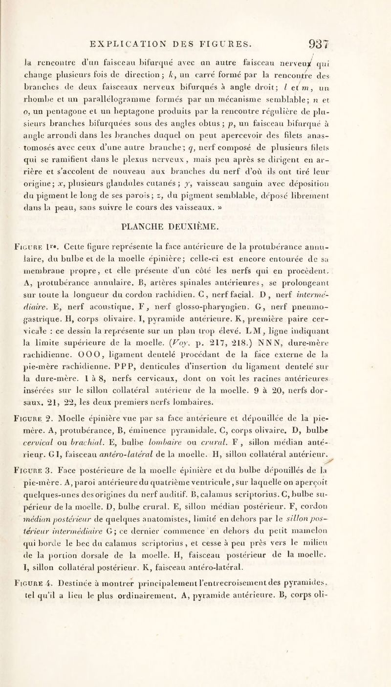la rencontre d’un faisceau bifurque' avec un autre faisceau nerveuy qui change plusieurs fois de direction ; k, un carré formé par la rencontre des brandies de deux faisceaux nerveux bifurqués à angle droit; / et m, uu rhoinbe et un parallélogramme formés par un mécanisme semblable; n et O, un pentagone et un heptagone produits par la rencontre régulière de plu¬ sieurs branches bifurquées sous des angles obtus; p, un faisceau bifurqué à angle arrondi dans les branches duquel on peut apercevoir des filets anas¬ tomosés avec ceux d’une autre branche ; cj, nerf composé de plusieurs filets qui se ramifient dans le plexus nerveux, mais peu après se dirigent en ar¬ rière et s’accolent de nouveau aux branches du nerf d’oit ils ont tiré leur origine ; .r, plusieurs glandules cutanés ; r, vaisseau sanguin avec déposition du pigment le long de ses parois; z, du pigment semblable, déposé librement dans la peau, sans suivre le cours des vaisseaux. » PLANCHE DEUXIÈME. Figure D». Cette figure représente la face antérieure de la protubérance annu¬ laire, du bulbe et de la moelle épinière; celle-ci est encore entourée de sa membrane propre, et elle présente d’un côté les nerfs qui en procèdent. A, protubérance annulaire. B, artères spinales antérieures, se prolongeant sur toute la longueur du cordon rachidien. C, nerf facial. D, nerf intermé¬ diaire. E, nerf acoustique. F, nerf glosso-pharyngien. G, nerf pneumo¬ gastrique. H, corps olivaire. ï, pyramide antérieure. K, première paire cer¬ vicale : ce dessin la représente sur un plan trop élevé. LM, ligne indiquant la limite supérieure de la moelle. (Uoj'. p. 217, 218.) N N N, dure-mère rachidienne. 000, ligament dentelé procédant de la face externe de la pie-mère rachidienne. PPP, denticules d’insertion du ligament dentelé sur la dure-mère. 1 à 8, nerfs cervicaux, dont on volt les racines antérieures insérées sur le sillon collatéral antérieur de la moelle. 9 à 20, nerfs dor¬ saux. 21, 22, les deux premiers nerfs lombaires. Figure 2. Moelle épinière vue par sa face antérieure et dépouillée de la pie- mère. A, protubérance, B, éminence pyramidale. C, corps olivaire. D, bulbe cervical ou brachial. E, buliie lombaire ou crural. F , sillon médian anté¬ rieur. GI, faisceau antéro-latéral de la moelle. H, sillon collatéral antérieur. Figure 3. Face postérieure de la moelle épinière et du bulbe dépouillés de la pie-mère. A, paroi antérieure du quatrième ventricule, sur laquelle on aperçoit quelques-unes desorigines du nerf auditif. B,calamus scriptorius. C, bulbe su¬ périeur delà moelle. D, bulbe crural. E, sillon médian postérieur. F, cordon médian postérieur de quelques anatomistes, limité en dehors par le sillon pos¬ térieur intermédiaire G; ce dernier commence en dehors du petit mamelon qui borde le bec du calamus scriptorius , et cesse à peu près vers le milieu de la portion dorsale de la moelle. H, faisceau postérieur de la moelle. 1, sillon collatéral postérieur. K, faisceau antéro-latéral. Figure 4. Destinée à montrer principalement l’entrecroisement des pyramides, tel qu’il a 1 icu le plus ordinairement. A, pyramide antérieure. B, corps oli-