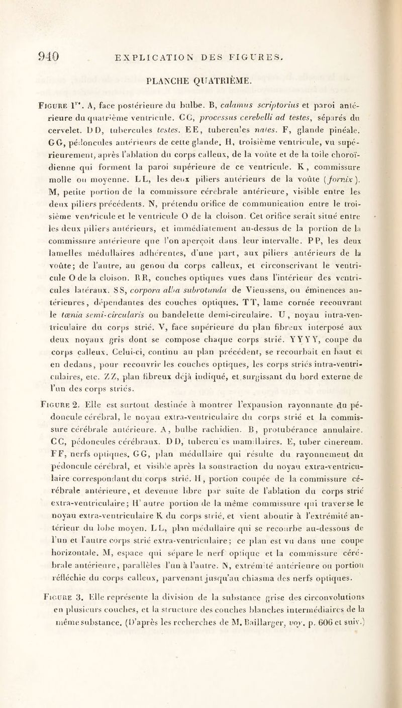PLANCHE QUATRIÈME. Fjgure U*. A, face postérieure du bulbe. B, calamits scriptorius et paroi anté¬ rieure du quatrième ventricule. CC, processus cerebelli ad testes, séparés du cervelet. DD, tubercules testes. EE, tubercules nnles. F, glande pinéale. GG, pédoncules antérieurs de cette glande. H, troisième ventricule, vu supé¬ rieurement, après l’ablation du corps calleux, de la voûte et de la toile clioroï- dienne qui forment la paroi supérieure de ce ventricule. K, commissure molle ou moyenne. LL, les deux piliers antérieurs de la voûte [fornix). M, petite portion de la commissure cérébrale antérieure, visible entre les deux piliers précédents. N, prétendu orifice de communication entre le troi¬ sième ven^ricide et le ventricule O de la cloison. Cet orifice serait situé entre les deux piliers antérieurs, et immédiatement au-dessus de la portion de la commissure antérieure que l’on aperçoit dans leur intervalle. PP, les deux lamelles médullaires adhérentes, d’une part, aux piliers antérieurs de la voûte; de l’antre, au genou du corps calleux, et circonscrivant le ventri¬ cule O de la cloison. RR, couches optieptes vues dans l’intérieur des ventri¬ cules latéraux. SS, corporn aHm subrotunda de Vieussens, ou éminences an¬ térieures, d<'“petidanies des couches optiques. TT, lame cornée recouvrant le tœnia semi-circularis ou bandelette demi-circulaire. U, noyau intra-ven- Iriculaire du corps strié. V, face supérieure du plan fibreux interposé aux deux noyaux gris dont se compose chaque corps strié. YYYY, coupe du corps calleux. Celui-ci, continu an plan précédent, se recourbait en haut et en dedans, pour recouvrir les couches optiques, les corps striés intra-ventri» culaires, etc. Z Z, plan fibreux déjà indiqué, et surgissant du bord e.xterne de l’un des corps striés. Figure 2. Elle est surtout destinée à montrer l’expansion rayonnante du pé¬ doncule céréljral, le noyau extra-ventriculairc du corps strié et la commis¬ sure cérébrale antérieure. A, bulbe rachidien. B, protubérance annulaire. CG, pédoncules cérébraux. DD, tubercu'es mamiilaircs. E, luher cinereuni. FF, nerfs optiques. GG, jdan médullaire qui résulte du rayonnement du pédoncule cérébral, et visible après la soustraction du noyau extra-ventricu¬ laire correspondant du corps strié. H , portion coupée de la commissure cé¬ rébrale antérieure, et devenue libre par suite de l’ablation du corps strié extra-ventriculaire; H'autre portion île la même commissure tpii traverse le noyau extra-ventriculaire K du corps strié, et vient aboutir à l’extrémité an¬ térieur du lobe moyen. LL, plan médullaire qui se recourbe au-dessous de l’un et l’autre corps strié extra-veniriiuilaire ; ce jilan est vu dans une coupe horizontale. M, es'pace qui sépare le nerf optique et la commissure céré¬ brale antérieure, parallèles l’un à l’autre. N, extrém té antérieure ou portion réfléchie du corps calleux, parvenant jusqu’au ebiasma îles nerfs optiques. Figure 3. Elle représente la division de la substance grise des circonvolutions en plusieurs couches, et la structure des couches lilancbes intermédiaires de la même substance. (D’après les recherches de IM. Baillarger, voy, p. 600 et suiv.)