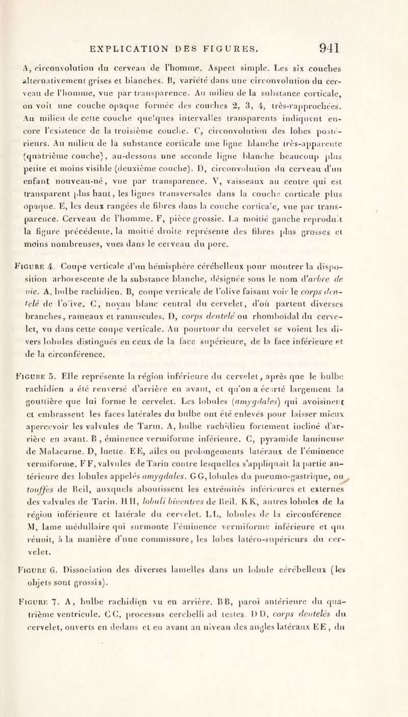 A, rirconvolutioii du cerveau de l’honime. Aspect simple. Les six coucîies alternativement grises et bianches. B, varitde dans une circonvolution du cer¬ veau de riiomme, vue j>ar transparence. Au milieu de la substance corticale, on voit une couche opaque Formée des couches 2, 3, 4, trcs-rapprochées. Au milieu de celte couche quelcpies intervalles transparents indiquent en¬ core l’existence de la troisième couche. C, circonvolution des lobes posti - rieurs. Au milieu de la substance corticale une ligne blanche très-apparente (quatrième couche), au-dessous une seconde ligne blanche beaucoup phts petite et moins visible (deuxième couche). D, circonvolution du cerveau d’un enfant nouveau-né, vue par transparence. Y, vaisseaux au centre cpii est transparent plus haut, les lignes transversales dans la couche corticale plus opaque. E, les deux rangées de fdircs dans la couche coriica^e, vue par trans¬ parence. Cerveau de l’homme. F, pièce grossie. I-a moitié gauche reproduit la figure précédente, la moitié droite représente des fibres plus grosses et moins nombreuses, vues dans le cerveau du porc. Figure 4. Coupe verticale d’un hémisphère cérébelleux pour montrer la dispo¬ sition arhmescente de la substance blanche, désignée sous le nom d’arbre de. vie. A, bidbe rachidien. B, coupe verticale de l’olive faisant voir le corps den¬ telé de l’o ive. C, noyau blanc central du cervelet, d’où partent diverses branches, rameaux et raniuscules. D, corps dentelé ou rhomhoïdal du cerve¬ let, vu dans cette coupe verticale. Au pourtour du cervelet se voient les di¬ vers lobides distingués en ceux de la face supérieure, de la face inférieure et, de la circonférence. Figure 5. Elle représente la région inférieure du cervelet, après que le bulbe rachidien a été renversé d’arrière en avant, et qu’on a éc irté largement la gouttière que lui forme le cervelet. Les lobides {amygdales) qui avoisinent et embrassent les faces latérales du bidbe ont été enlevés pour laisser mieux apercevoir les valvules de Tarin. A, bulbe rachulien fortement incliné d’ar¬ rière en avant. B , éminence vermiforme inférieure. C, pyramide lamineuse de Malacarne. D, luette- EE, ailes ou prolongements latéraux de l’éminence vermiforme. F F, valvules de Tarin contre lesquelles s’appliquait la partie an¬ térieure des lobules a\)\)c\é9, amygdales. GG,lobules du pueumo-gastrique, oi^ touffes de Beil, auxquels aboutissent les extrémités inférieures et externes des valvules de Tarin. HH, lobuli biventres de Beil. KR, autres lobules de la région inférieure et latérale du cervelet. LL, lobules de la circonférence M, lame médullaire ejui surmonte l’éminence vermiforme inférieure et qin réunit, à la manière d’une commissure, les loites latéro-supéricurs du cer¬ velet. Figure 6. Dissociation des diverses lamelles dans un lobule cérébelleux (les objets sont grossis). Figure 7. A, bulbe rachidien vu en arrière. B B, paroi antérieure du qua¬ trième ventricule. C C, processus cerebelii ad testes. DD, corps dentelés du cervelet, ouverts en dedans et en avant au niveau des angles latéraux EE , du
