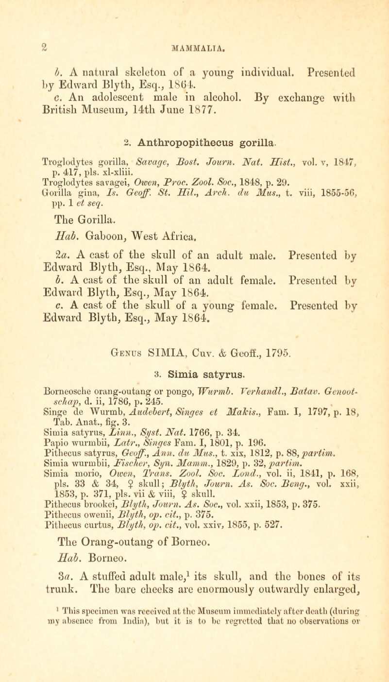 b. A natural skeleton of a young1 individual. Presented l>y Edward Blyth, Esq., 1804. c. An adolescent male in alcohol. By exchange with British Museum, 14th June 1877. 2. Anthropopithecus gorilla. Troglodytes gorilla, Savage, Bost. Joum. Nat. Hist., vol. v, 1847, p. 417, pis. xl-xliii. Troglodytes savagei, Owen, Proc. Zool. Soc., 1848, p. 29. Gorilla gina, Is. Geoff. St. Hit., Arch, du Mus., t. viii, 1855-56, pp. 1 et seq. The Gorilla. Hab. Gaboon, West Africa. 2a. A cast of the skull of an adult male. Presented by Edward Blyth, Esq., May 1864. b. A cast of the skull of an adult female. Presented by Edward Blyth, Esq., May 1864. c. A cast of the skull of a young1 female. Presented by Edward Blyth, Esq., May 1864. Genus SIMIA, Cuv. & Geoif., 1795. 3. Simia satyrus. Eorneosche orang-outang or pongo, Wurmb. Verhandl., Batav. Gcnout- schap, d. ii, 1786, p. 245. Singe de Wurmb, Audebert, Singes et Makis., Fam. I, 1797, p. 18, Tab. Auat., fig. 3. Simia satyrus, Linn., Syst. Nat. 1766, p. 34. Papio wurmbii, Latr„ Singes Fam. I, 1801, p. 196. Pithecus satyrus, Geoff., Ann. du Mus., t. xix, 1812, p. 88, partim. Simia wurmbii, Fischer, Syn. Mamm., 1829, p. 32, partim. Simia morio, Owen, Trans. Zool. Soc. Bond., vol. ii, 1841, p. 168, pis. 33 & 34, $ skull; Blyth, Journ. As. Soc. Beng., vol. xxii, 1853, p. 371, ids. vii & viii, $ skull. Pithecus brookei, Blyth, Journ. As. Soc., vol. xxii, 1853, p. 375. Pithecus oweuii, Blyth, op. cit., p. 375. Pithecus curtus, Blyth, op. cit., vol. xxiv, 1855, p. 527. The Orang-outang of Borneo. Hab. Borneo. 3a. A stuffed adult male,1 its skull, and the bones of its trunk. The bare cheeks are enormously outwardly enlarged, 1 This specimen was received at the Museum immediately after death (during my absence from India), but it is to be regretted that no observations or