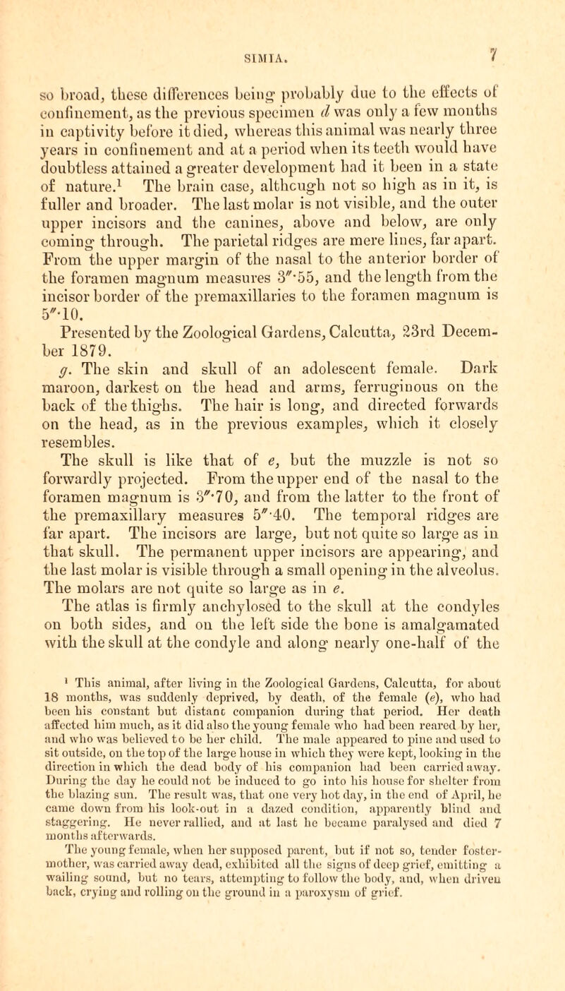 so broad, these differences being’ probably due to the effects ot confinement, as the previous specimen cl was only a lew months in captivity before it died, whereas this animal was nearly three years in confinement and at a period when its teeth would have doubtless attained a greater development had it been in a state of nature.1 The brain case, although not so high as in it, is fuller and broader. The last molar is not visible, and the outer upper incisors and the canines, above and below, are only coming' through. The parietal ridges are mere lines, far apart. From the upper margin of the nasal to the anterior border of the foramen magnum measures 3**55, and the length from the incisor border of the premaxillaries to the foramen magnum is 5'-10. Presented by the Zoological Gardens, Calcutta, 23rd Decem¬ ber 1879. g. The skin and skull of an adolescent female. Dark maroon, darkest on the head and arms, ferruginous on the back of the thighs. The hair is long, and directed forwards on the head, as in the previous examples, which it closely resembles. The skull is like that of e, but the muzzle is not so forwardly projected. From the upper end of the nasal to the foramen magnum is 3’70, and from the latter to the front of the premaxillary measures 5’40. The temporal ridges are far apart. The incisors are large, but not quite so large as in that skull. The permanent upper incisors are appearing, and the last molar is visible through a small opening in the alveolus. The molars are not quite so large as in e. The atlas is firmly anchylosed to the skull at the condyles on both sides, and on the left side the bone is amalgamated with the skull at the condyle and along nearly one-half of the 1 This animal, after living in the Zoological Gardens, Calcutta, for about 18 months, was suddenly deprived, by death, of the female (e), who had been bis constant but distanc companion during that period. Her death affected him much, as it did also the young female who had been reared by her, and who was believed to be her child. The male appeared to pine and used to sit outside, on the top of the large house in which they were kept, looking in the direction in which the dead body of bis companion had been carried away. During the day he could not be induced to go into his house for shelter from the blazing sun. The result was, that one very hot day, in the end of April, be came down from his look-out in a dazed condition, apparently blind and staggering. He never rallied, and at last he became paralysed and died 7 months afterwards. The young female, when her supposed parent, but if not so, tender foster- mother, was carried away dead, exhibited all the signs of deep grief, emitting a wailing sound, but no tears, attempting to follow the body, and, when driven back, crying and rolling on the ground in a paroxysm of grief.