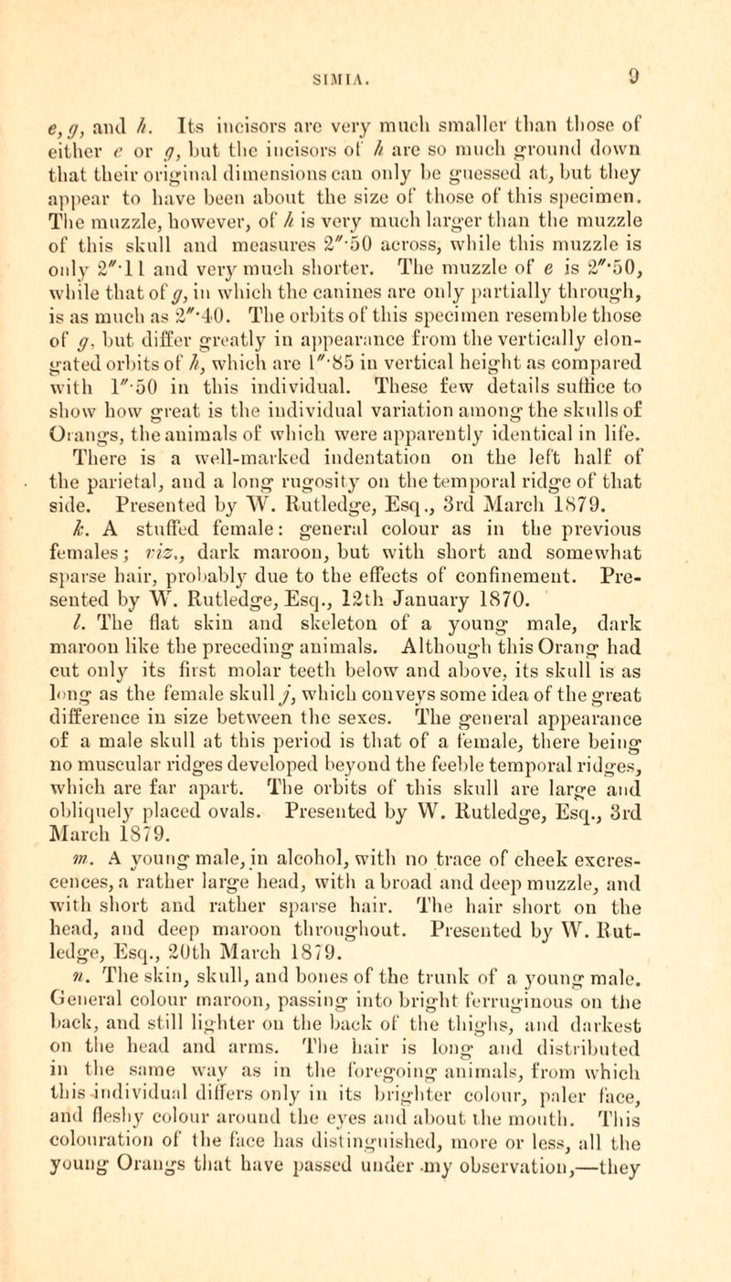 e,g, and h. Its incisors arc very much smaller than those of either e or g, but the incisors of h are so much ground down that their original dimensions can only be guessed at, but they appear to have been about the size of those of this specimen. The muzzle, however, of h is very much larger than the muzzle of this skull and measures 2-50 across, while this muzzle is only 2T l and very much shorter. The muzzle of e is 2,50, while that of g, in which the canines are only partially through, is as much as 2//-40. The orbits of this specimen resemble those of g. but differ greatly in appearance from the vertically elon¬ gated orbits of h, which are 1'85 in vertical height as compared with l-50 in this individual. These few details suffice to show how great is the individual variation among the skulls of Qrangs, the animals of which were apparently identical in life. There is a well-marked indentation on the left half of the parietal, and a long rugosity on the temporal ridge of that side. Presented by W. Rutledge, Esq., 3rd March 1879. k. A stuffed female: general colour as in the previous females; viz., dark maroon, but with short and somewhat sparse hair, probably due to the effects of confinement. Pre¬ sented by W. Rutledge, Esq., 12th January 1870. l. The flat skin and skeleton of a young male, dark maroon like the preceding animals. Although this Orang had cut only its first molar teeth below and above, its skull is as long as the female skull j, which conveys some idea of the great difference in size between the sexes. The general appearance of a male skull at this period is that of a female, there being no muscular ridges developed beyond the feeble temporal ridges, which are far apart. The orbits of this skull are large and obliquely placed ovals. Presented by W. Rutledge, Esq., 3rd March 1879. m. A young male, in alcohol, with no trace of cheek excres¬ cences, a rather large head, with abroad and deep muzzle, and with short and rather sparse hair. The hair short on the head, and deep maroon throughout. Presented by W. Rut¬ ledge, Esq., 20th March 1879. n. The skin, skull, and bones of the trunk of a young male. General colour maroon, passing into bright ferruginous on the back, and still lighter on the back of the thighs, and darkest on the head and arms. The hair is long and distributed in the same way as in the foregoing animals, from which this-individual differs only in its brighter colour, paler face, and fleshy colour around the eyes and about the mouth. This colouration of the face has distinguished, more or less, all the young Oraugs that have passed under -my observation,—they