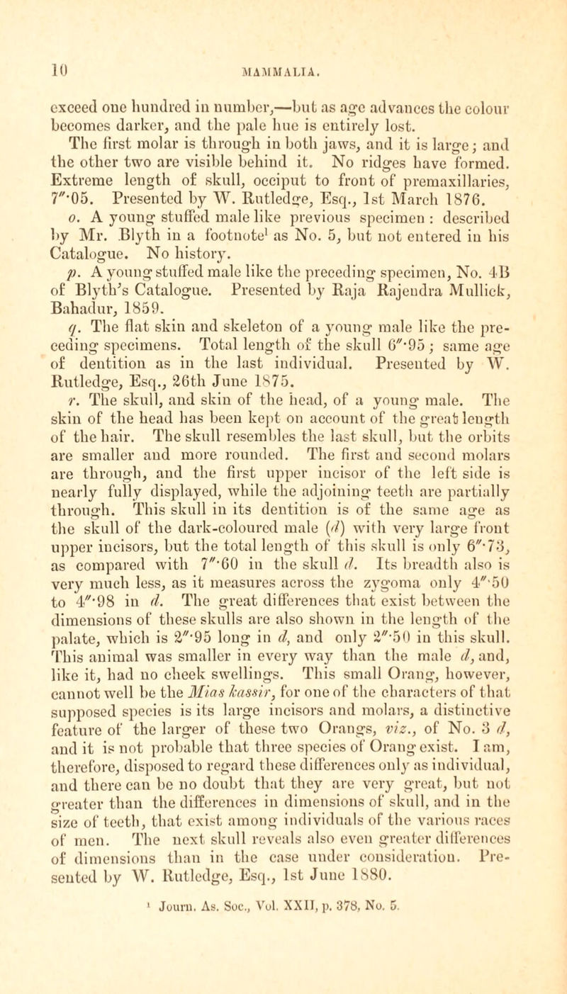 exceed one hundred in number,—but as age advances the colour becomes darker, and the pale hue is entirely lost. The first molar is through in both jaws, and it is large; and the other two are visible behind it. No ridges have formed. Extreme length of skull, occiput to front of premaxillaries, 7‘05. Presented by W. Rutledge, Escp, 1st March 1876. o. A young stuffed male like previous specimen : described by Mr. Blyth in a footnote1 as No. 5, but not entered in his Catalogue. No history. p. A young stuffed male like the preceding specimen, No. 4B of BlytlPs Catalogue. Presented by Raja Rajeudra Mullick, Bahadur, 1859. q. The flat skin and skeleton of a young male like the pre¬ ceding specimens. Total length of the skull 6'95; same age of dentition as in the last individual. Presented by W. Rutledge, Esq., 26th June 1875. r. The skull, and skin of the head, of a young male. The skin of the head has been kept on account of the great length of the hair. The skull resembles the last skull, but the orbits are smaller and more rounded. The first and second molars are through, and the first upper incisor of the left side is nearly fully displayed, while the adjoining teeth are partially through. This skull in its dentition is of the same aon as the skull of the dark-coloured male (d) with very large front upper incisors, but the total length of this skull is only 6-73, as compared with 7//'60 in the skull d. Its breadth also is very much less, as it measures across the zygoma only 4'50 to in d. The great differences that exist between the dimensions of these skulls are also shown in the length of the palate, which is 2//,95 long in d, and only 2-50 in this skull. This animal was smaller in every way than the male d, and, like it, had no cheek swellings. This small Orang, however, cannot well be the Mias kassir, for one of the characters of that supposed species is its large incisors and molars, a distinctive feature of the larger of these two Orangs, viz., of No. 3 d, and it is not probable that three species of Orang exist. Iam, therefore, disposed to regard these differences only as individual, and there can be no doubt that they are very great, but not greater than the differences in dimensions of skull, and in the size of teeth, that exist among individuals of the various races of men. The next skull reveals also even greater differences of dimensions than in the case under consideration. Pre¬ sented by W. Rutledge, Esq., 1st June 1880. 1 Jouru, As. Soe., Vol. XXII, p. 378, No. 5.