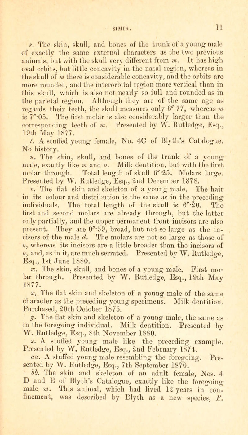 s. The skin, skull, and bones of the trunk of a young male of exactly the same external characters as the two previous animals, but with the skull very different from m. It has high oval orbits, but little concavity in the nasal region, whereas in the skull of m there is considerable concavity, and the orbits arc more rounded, and the interorbital region more vertical than in this skull, which is also not nearly so full and rounded as in the parietal region. Although they are of the same age as regards their teeth, the skull measures only 6//,77, whereas m is /'05. The first molar is also considerably larger than the corresponding teeth of m. Presented by W. Rutledge, Esq., 19th May 1877. t. A stuffed young female, No. 4C of Blyth’s Catalogue. No history. u. The skin, skull, and bones of the trunk of a young male, exactly like m and o. Milk dentition, but with the first molar through. Total length of skull 6'/-25. Molars large. Presented by W. Rutledge, Esq., 2nd December 1878. v. The flat skin and skeleton of a young male. The hair in its colour and distribution is the same as in the preceding individuals. The total length of the skull is G^O. The first and second molars are already through, but the latter only partially, and the upper permanent front incisors are also present. They are 0//-69, broad, but not so large as the in¬ cisors of the male <1. The molars are not so large as those of o, whereas its incisors are a little broader than the incisors of o, and, as in it, are much serrated. Presented by W. Rutledge, Esq., 1st June 1880. iv. The skin, skull, and bones of a young male. First mo¬ lar through. Presented by W. Rutledge, Esq., 19th May 1877. x. The flat skin and skeleton of a young male of the same character as the preceding young specimens. Milk dentition. Purchased, 20th October 1875. y. The flat skin and skeleton of a young male, the same as in the foregoing individual. Milk dentition. Presented by W. Rutledge, Esq., 8th November 1880. z. A stuffed young male like the preceding example. Presented by W. Rutledge, Esq., 2nd February 1874. aa. A stuffed young male resembling the foregoing. Pre¬ sented by W. Rutledge, Esq., 7th September 1870. hi. The skin and skeleton of an adult female, Nos. 4 D and E of BlytlTs Catalogue, exactly like the foregoing male m. This animal, which had lived 12 years in con¬ finement, was described by Blytli as a new species, Jf.