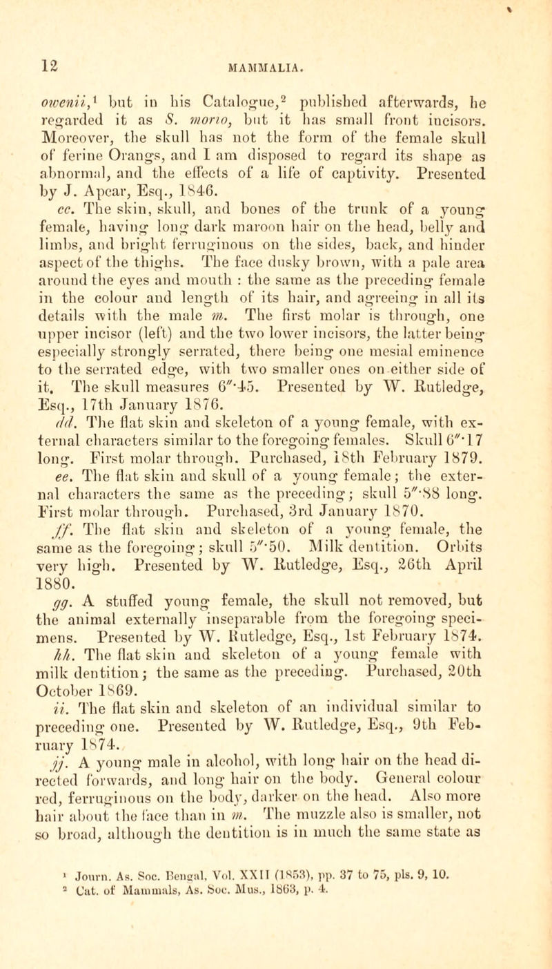 owenii,1 but in his Catalogue,2 published afterwards, he regarded it as S. mono, but it lias small front incisors. Moreover, the skull has not the form of the female skull of ferine Orangs, and 1 am disposed to regard its shape as abnormal, and the effects of a life of captivity. Presented by J. A pear, Esq., 1846. cc. The skin, skull, and bones of the trunk of a young female, having long dark maroon hair on the head, belly and limbs, and bright ferruginous on the sides, back, and hinder aspect of the thighs. The face dusky brown, with a pale area around the eyes and mouth : the same as the preceding female in the colour and length of its hair, and agreeing in all its details with the male m. The first molar is through, one upper incisor (left) and the two lower incisors, the latter being especially strongly serrated, there being one mesial eminence to the serrated edge, with two smaller ones on either side of it. The skull measures 6//#45. Presented by W. Rutledge, Esq., 17th January 1876. dd. The flat skin and skeleton of a young female, with ex¬ ternal characters similar to the foregoing females. Skull 0' 17 long. First molar through. Purchased, 18th February 1879. ee. The flat skin and skull of a young female; the exter¬ nal characters the same as the preceding; skull 5-38 long. First molar through. Purchased, 3rd January 1870. ff. The flat skin and skeleton of a young female, the same as the foregoing; skull 5//-50. Milk dentition. Orbits very high. Presented by W. Rutledge, Esq., 26th April 1880. rjg. A stuffed young female, the skull not removed, but the animal externally inseparable from the foregoing speci¬ mens. Presented by W. Rutledge, Esq., 1st February 1874. hh. The flat skin and skeleton of a young female with milk dentition; the same as the preceding. Purchased, 20th October 1869. ii. The flat skin and skeleton of an individual similar to preceding one. Presented by W. llutledge. Esq., 9th Feb¬ ruary 1874. jj. A young male in alcohol, with long hair on the head di¬ rected forwards, and long hair on the body. General colour red, ferruginous on the body, darker on the head. Also more hair about the face than in m. The muzzle also is smaller, not so broad, although the dentition is in much the same state as 1 Journ. As. Soc. Bengal, Vol. XXII (1853), pp. 37 to 75, pis. 9, 10. 2 Cat. of Mammals, As. Soc. Mus., 1863, p. 4.