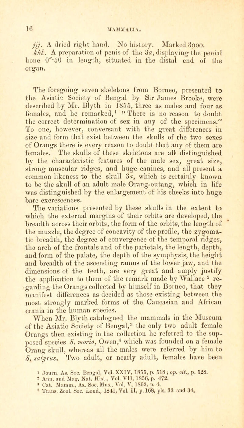 10 jjj. A dried rig-lit hand. No history. Marked 3ooo. kkk. A preparation of penis of the 3a, displaying the penial hone 0’50 in length, situated in the distal end of the organ. The foregoing seven skeletons from Borneo, presented to the Asiatic Society of Bengal by Sir James Brooke, were described by Mr. Blyth in 1855, three as males and four as females, and he remarked,1 “There is no reason to doubt the correct determination of sex in any of the specimens.” To one, however, conversant with the great differences in size and form that exist between the skulls of the two sexes of Orangs there is every reason to doubt that any of them are females. The skulls of these skeletons are all distinguished by the characteristic features of the male sex, great size, strong muscular ridges, and huge canines, and all present a common likeness to the skull 3a, which is certainlv known to be the skull of an adult male Orang-outang, which in life was distinguished by the enlargement of his cheeks into huge bare excrescences. The variations presented by these skulls in the extent to which the external margins of their orbits are developed, the breadth across their orbits, the form of the orbits, the length of the muzzle, the degree of coucavity of the profile, the zygoma¬ tic breadth, the degree of convergence of the temporal ridges, the arch of the frontals and of the parietals, the length, depth, and form of the palate, the depth of the symphysis, the height and breadth of the ascending ramus of the lower jaw, and the dimensions of the teeth, are very great and amply justify the application to them of the remark made by Wallace 2 re¬ garding the Orangs collected by himself in Borneo, that they manifest differences as decided as those existing between the most strongly marked forms of the Caucasian aud African crania in the human species. When Mr. Blyth catalogued the mammals in the Museum of the Asiatic Society of Bengal,3 the only two adult female Orangs then existing in the collection he referred to the sup¬ posed species S. mono, Owen,'1 which was founded on a female Orang skull, whereas all the males were referred by him to S. saiyrus. Two adult, or nearly adult, females have been • Journ. As. Soc. Bengal, Vol. XXIV, 1855, p. 518; op. cit., p. 528. 2 Ann. and Mag. Nat. Hist., Vol. VII, 1856, p. 472. 3 Cat. Mamm., As. Soc. Mus., Vol. V, 1863, p. 4.