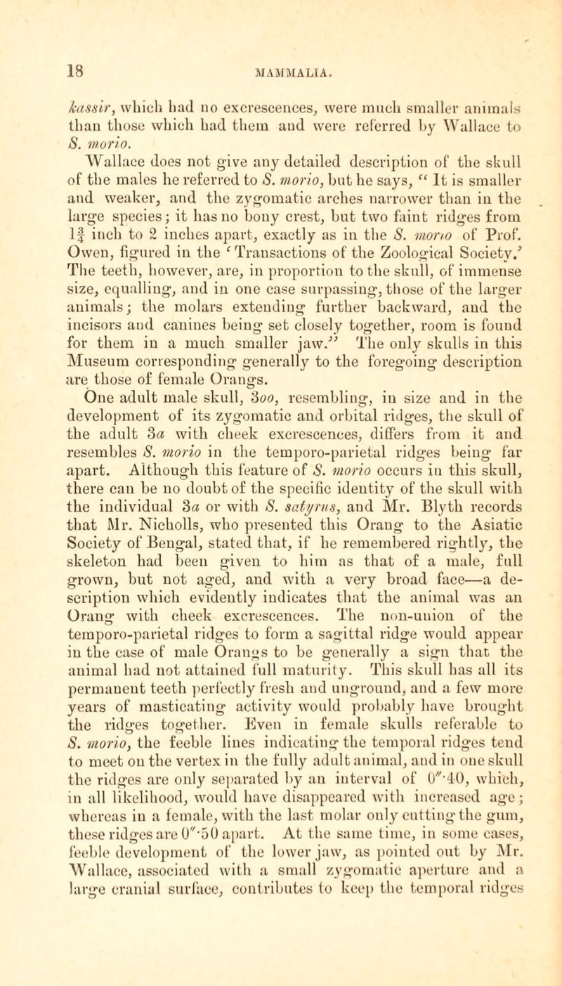 kassir, which had no excrescences, were much smaller animals than those which had them and were referred by Wallace to S. mono. Wallace does not give any detailed description of the skull of the males he referred to S. morio, but he says, “ It is smaller and weaker, and the zygomatic arches narrower than in the large species; it has no bony crest, but two faint ridges from If inch to 2 inches apart, exactly as in the S. mono of Prof. Owen, figured in the ‘ Transactions of the Zoological Society/ The teeth, however, are, in proportion to the skull, of immense size, equalling, and in one case surpassing, those of the larger animals; the molars extending further backward, and the incisors and canines being set closely together, room is found for them in a much smaller jaw.” The only skulls in this Museum corresponding generally to the foregoing description are those of female Orangs. One adult male skull, 3oo, resembling, in size and in the development of its zygomatic and orbital ridges, the skull of the adult 3a with cheek excrescences, differs from it and resembles S. morio in the temporo-parietal ridges being far apart. Although this feature of S. morio occurs in this skull, there can be no doubt of the specific identity of the skull with the individual 3 a or with S. satyr us, and Mr. Blyth records that Mr. Nicholls, who presented this Orang to the Asiatic Society of Bengal, stated that, if he remembered rightly, the skeleton had been given to him as that of a male, full grown, but not aged, and with a very broad face—a de¬ scription which evidently indicates that the animal was an Orang with cheek excrescences. The non-union of the temporo-parietal ridges to form a sagittal ridge would appear in the case of male Orangs to be generally a sign that the animal had not attained full maturity. This skull has all its permanent teeth perfectly fresh and unground, and a few more years of masticating activity would probably have brought the ridges together. Even in female skulls referable to S. morio, the feeble lines indicating the temporal ridges tend to meet on the vertex in the fully adult animal, and in one skull the ridges are only separated by an interval of (THO, which, in all likelihood, would have disappeared with increased age; whereas in a female, with the last molar only cutting the gum, these ridges are 0‘50 apart. At the same time, in some cases, feeble development of the lower jaw, as pointed out by Mr. Wallace, associated with a small zygomatic aperture and a large cranial surface, contributes to keep the temporal ridges