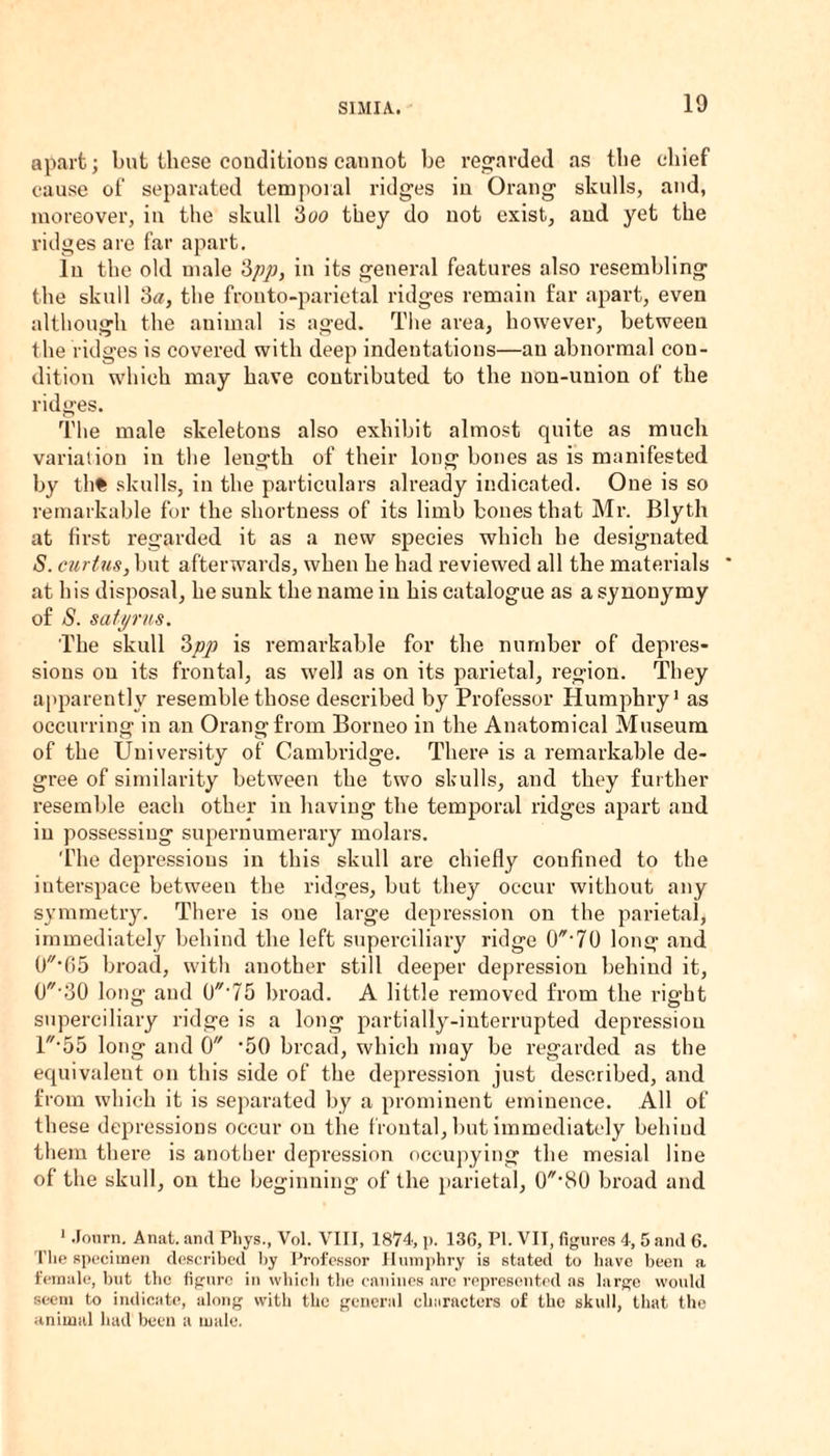 S1MIA. apart; but these conditions cannot be regarded as the chief cause of separated temporal ridges in Orang skulls, and, moreover, in the skull 3oo they do not exist, and yet the ridges are far apart. In the old male 3pp, in its general features also resembling the skull 3a, the fronto-parietal ridges remain far apart, even although the animal is aged. The area, however, between the ridges is covered with deep indentations—an abnormal con¬ dition which may have contributed to the non-union of the ridges. The male skeletons also exhibit almost quite as much variation in the length of their long bones as is manifested by th% skulls, in the particulars already indicated. One is so remarkable for the shortness of its limb bones that Mr. Blyth at first regarded it as a new species which he designated S. curtus, but afterwards, when he had reviewed all the materials * at his disposal, he sunk the name in his catalogue as a synonymy of S. satyrus. The skull 3pp is remarkable for the number of depres¬ sions on its frontal, as well as on its parietal, region. They apparently resemble those described by Professor Humphry1 as occurring in an Orang from Borneo in the Anatomical Museum of the University of Cambridge. There is a remarkable de¬ gree of similarity between the two skulls, and they further resemble each other in having the temporal ridges apart and in possessing supernumerary molars. The depressions in this skull are chiefly confined to the interspace between the ridges, but they occur without any symmetry. There is one large depression on the parietal, immediately behind the left superciliary ridge 0*-70 long and 0//-65 broad, with another still deeper depression behind it, (J-30 long and 0//-75 broad. A little removed from the right superciliary ridge is a long partially-interrupted depression l-55 long and 0 •50 bread, which may be regarded as the equivalent on this side of the depression just described, and from which it is separated by a prominent eminence. All of these depressions occur on the frontal, but immediately behind them there is another depression occupying the mesial line of the skull, on the beginning of the parietal, (USO broad and 1 Jonrn. Anat. and Pliys., Vol. VIII, 1874, p. 136, PI. VII, figures 4, 5 and 6. The specimen described by Professor Humphry is stated to have been a female, but the figure in which the canines are represented as large would seem to indicate, along with the general characters of the skull, that the animal had been a male.