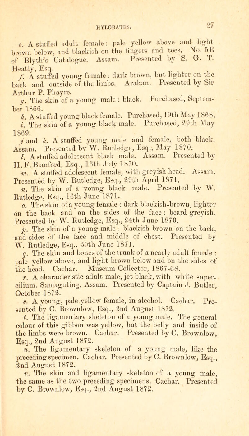 e. A stuffed adult female: pale yellow above and light brown below, and blackish on the fingers and toes. No. 5E of BlytlPs Catalogue. Assam. Presented by S. G. T. Heatly, Esq. /’. A stuffed young female: dark brown, but lighter on the back and outside of the limbs. Arakan. Presented by Sir Arthur P. Phayre. g. The skin of a young male : black. Purchased, Septem¬ ber 1866. //. A stuffed young black female. Purchased, 19th May 1868. i. The skin of a young black male. Purchased, 29th May 1869. j and h. A stuffed young male and female, both black. Assam. Presented by W. Rutledge, Esq., May 1870. l. A stuffed adolescent black male. Assam. Presented by H. F. Blauford, Esq., 16th July 1870. m. A stuffed adolescent female, with greyish head. Assam. Presented by W. Rutledge, Esq., 29th April 1871. n. The skin of a young black male. Presented by W. Rutledge, Esq., 16th June 1871. o. The skin of a young female : dark blackish-brown, lighter on the back and on the sides of the face: beard greyish. Presented by W. Rutledge, Esq., 24th June 1870. p. The skin of a young male: blackish brown on the back, and sides of tbe face and middle of chest. Presented by W. Rutledge, Esq., 30tli Juue 1871. rp The skin and bones of the trunk of a nearly adult female : pale yellow above, and light brown below and on the sides of the head. Cachar. Museum Collector, 1867-68. r. A characteristic adult male, jet black, with white super- cilium. Samagutiug, Assam. Presented by Captain J. Butler, October 1872. s. A young, pale yellow female, in alcohol. Cachar. Pre¬ sented by C. Brownlow, Esq., 2nd August 1872. t. The ligamentary skeleton of a young male. The general colour of this gibbon was yellow, but the belly and inside of the limbs were brown. Cachar. Presented by C. Brownlow, Esq., 2nd August 1872. u. The ligamentary skeleton of a young male, like the preceding specimen. Cachar. Presented by C. Brownlow, Esq., 2nd August 1872. v. The skin and ligamentary skeleton of a young male, the same as the two preceding specimens. Cachar. Presented by C. Brownlow, Esq., 2nd August 1872.