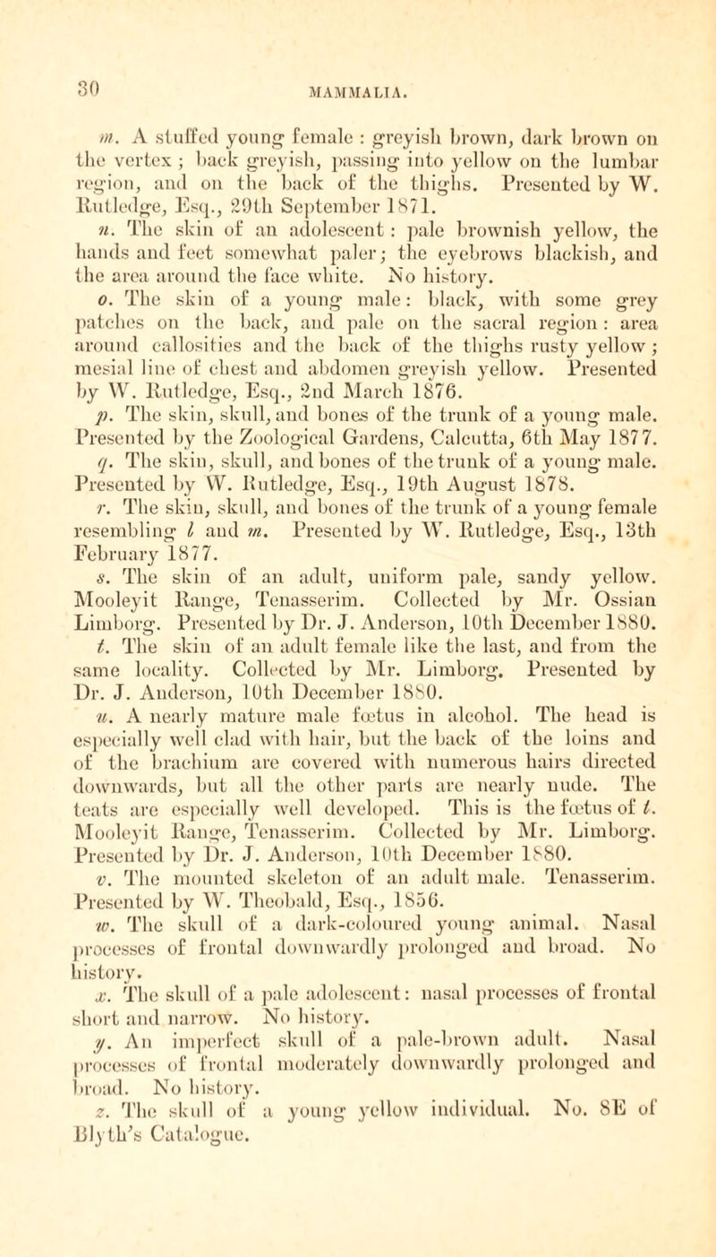 in. A stuffed young- female : greyish brown, dark brown on the vertex ; back greyish, passing into yellow on the lumbar region, and on the back of the thighs. Presented by W. Rutledge, Esq., 29th September 1871. n. The skin of an adolescent: pale brownish yellow, the hands and feet somewhat paler; the eyebrows blackish, and the area around the face white. No history. o. The skin of a young male: black, with some grey patches on the back, and pale on the sacral region : area around callosities and the back of the thighs rusty yellow; mesial line of chest and abdomen greyish yellow. Presented by W. Rutledge, Esq., 2nd March 1876. p. The skin, skull, and bones of the trunk of a young male. Presented by the Zoological Gardens, Calcutta, 6th May 187 7. q. The skin, skull, and bones of the trunk of a young male. Presented by YV. Rutledge, Esq., 19th August 1878. r. The skin, skull, and bones of the trunk of a young female resembling l and m. Presented by W. Rutledge, Esq., 13th February 1877. s. The skin of an adult, uniform pale, sandy yellow. Mooleyit Range, Tenasserim. Collected by Mr. Ossian Limborg. Presented by Dr. J. Anderson, 10th December 1880. t. The skin of an adult female like the last, and from the same locality. Collected by Mr. Limborg. Presented by Dr. J. Anderson, 10th December 1880. u. A nearly mature male foetus in alcohol. The head is especially well clad with hair, but the back of the loins and of the brachium are covered with numerous hairs directed downwards, but all the other parts are nearly nude. The teats are especially well developed. This is the foetus of i. Mooleyit Range, Tenasserim. Collected by Mr. Limborg. Presented by Dr. J. Anderson, 10th December 1880. v. The mounted skeleton of an adult male. Tenasserim. Presented by W. Theobald, Esq., 1856. w. The skull of a dark-coloured young animal. Nasal processes of frontal downwardly prolonged and broad. No history. x. The skull of a pale adolescent: nasal processes of frontal short and narrow. No history. y. An imperfect skull of a pale-brown adult. Nasal processes of frontal moderately downwardly prolonged and broad. No history. z. The skull of a young yellow individual. No. 8E of Bly tips Catalogue.