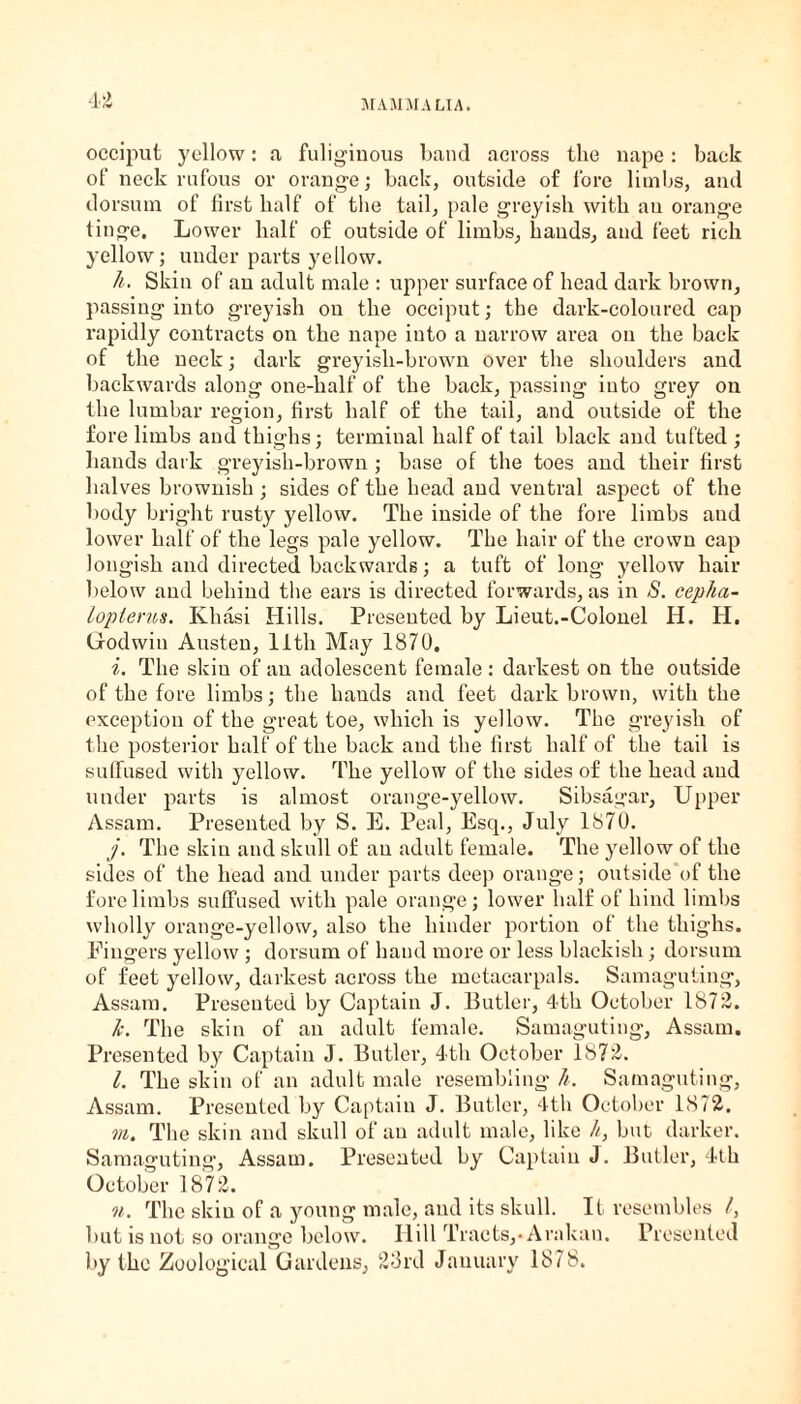 u occiput yellow: a fuliginous band across the nape: back of neck rufous or orange; back, outside of fore limbs, and dorsmn of first half of the tail, pale greyish with au orange tinge. Lower half of outside of limbs, bauds, and feet rich yellow; under parts yellow. h. Skin of an adult male : upper surface of head dark brown, passing into greyish on the occiput; the dark-coloured cap rapidly contracts on the nape into a narrow area on the back of the neck; dark greyish-brown over the shoulders and backwards along one-half of the back, passing into grey on the lumbar region, first half of the tail, and outside of the fore limbs and thighs; terminal half of tail black and tufted ; hands dark greyish-brown; base of the toes and their first halves brownish ; sides of the head and ventral aspect of the body bright rusty yellow. The inside of the fore limbs and lower half of the legs pale yellow. The hair of the crown cap longish and directed backwards; a tuft of long yellow hair below and behind the ears is directed forwards, as in S. ceplia- loplerus. Khasi Hills. Presented by Lieut.-Colonel Id. H. Godwin Austen, 11th May 1870. i. The skiu of an adolescent female: darkest on the outside of the fore limbs; the bauds and feet dark brown, with the exception of the great toe, which is yellow. The greyish of the posterior half of the back and the first half of the tail is suffused with yellow. The yellow of the sides of the head and under parts is almost orange-yellow. Sibsagar, Upper Assam. Presented by S. E. Peal, Esq., July 1870. j. The skiu and skull of au adult female. The yellow of the sides of the head and under parts deep orange; outside of the fore limbs suffused with pale orange; lower half of hind limbs wholly orange-yellow, also the hinder portion of the thighs. Fingers yellow ; dorsum of hand more or less blackish ; dorsum of feet yellow, darkest across the metacarpals. Samaguting, Assam. Preseuted by Captain J. Butler, 4th October 1872. h. The skin of an adult female. Samaguting, Assam. Presented by Captain J. Butler, 4th October 1872. l. The skin of an adult male resembling h. Samaguting, Assam. Presented by Captain J. Butler, 4th October 1872. m. The skin and skull of an adult male, like h, but darker. Samaguting, Assam. Presented by Captain J. Butler, 4th October 1872. n. The skiu of a young male, and its skull. It resembles /, but is not so orange below. Hill Tracts,-Arakan. Presented by the Zoological Gardens, 23rd January 1878.