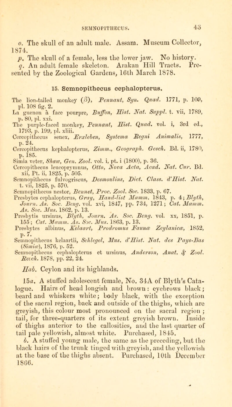 4-a o. The skull of an adult male. Assam. Museum Collector, 1874. p. The skull of a female, less the lower jaw. No history. q. An adult female skeleton. Arakan Hill Tracts. Pre¬ sented by the Zoological Gardens, 16th March 1878. 15. Semnopithecus eephalopterus. The lion-tailed monkey (/3), Pennant, Syn. Quad. 1771, p. 106, pi. 108 lag. 2. La guenon a face pourpre, Buff on, Hist. Nat. Suppl. t. vii, 1789, p. 80, pi. xxi. The purple-faced monkey, Pennant, Hist. Quad. vol. i, 3rd ed., 1793, p. 199, pi. xliii. Cercopithecus senex, Frxleben, Systema Pegni Animalis, 1777, p. 24. Cercopithecus kephaloptcrus, Zimm., Geograph. Gcsch. Bd. ii, 1780, p. 185. Simia veter, Share, Gen. Zool. vol. i, pt. i (1800), p. 36. Cercopithecus leucoprymnus, Otto, Nova Acta, Acad. Nat. Cur. Bd. xii, Pt. ii, 1825, p. 505. Semnopithecus fulvogriseus, Desmoulins, Diet. Class. d'Hist. Nat. t. vii, 1825, p. 570. Semnopithecus nestor, Bennet, Proc. Zool. Soc. 1833, p. 67. Presbytes eephalopterus, Gray, Hand-list Mamm. 1843, p. 4; Blylh, Journ. As. Soc. Beng. vol. xvi, 1847, pp. 734, 1271; Cat. Mamm. As. Soc. Mus. 1862, p. 13. Presbytis ursinus, Blyth, Journ. As. Soc. Beng. vol. xx, 1851, p. 155; Cat. Mamm. As. Soc. Mus. 1863, p. 13. Presbytes albinus, Kelaart, Prodromus Fauna Zcylaniecc, 1852, P- 7. Semnopithecus kelaartii, Schlegel, Mus. d'Hist. Bat. des Pays-Bas (Simicc), 1876, p. 52. Semnopithecus eephalopterus et ursinus, Anderson, Anat. Sf Zool. 'Reich. 1878, pp. 22, 24. Hub. Ceylon and its highlands. 15a, A stuffed adolescent female, No. 34A of Blythes Cata¬ logue. Hairs of head longish and brown : eyebrows black; beard and whiskers white; body black, with the exception of the sacral region, back and outside of the thighs, which are greyish, this colour most pronounced on the sacral region ; tail, for three-quarters of its extent greyish brown. Inside of thighs anterior to the callosities, and the last quarter of tail pale yellowish, almost white. Purchased, 1845. b. A stuffed young male, the same as the preceding, but the black hairs of the trunk tinged with greyish, and the yellowish at the base of the thighs absent. Purchased, 10th December I860.