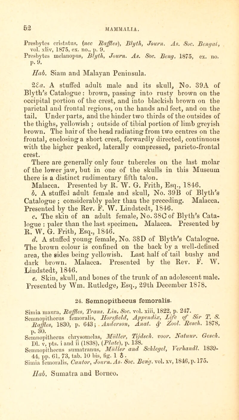 Presbytes cristatus, (nee Raffles), B/yth, Journ. As. Sue. Bengal, vol. xliv, 1875, ex. no., p. 9. Presbytes melanopus, Blyth, Journ. As. Soc. Beng. 1875, ex. no. р. 9. Hab. Siam and Malayan Peninsula. 2ia. A stuffed adult male and its skull, No. 39A of Blyth's Catalogue: brown, passing into rusty brown on the occipital portion of the crest, and into blackish brown on the parietal and frontal regions, on the hands and feet, and on the tail. Under parts, and the hinder two thirds of the outsides of the thighs, yellowish ; outside of tibial portion of limb greyish brown. The hair of the head radiating from two centres on the frontal, enclosing a short crest, forwardly directed, continuous with the higher peaked, laterally compressed, parieto-frontal crest. There are generally only four tubercles on the last molar of the lower jaw, but in one of the skulls in this Museum there is a distinct rudimentary fifth talon. Malacca. Presented by R. W. G. Frith, Esq., 1846. b. A stuffed adult female and skull, No. 39B of Blyth’s Catalogue ; considerably paler thau the preceding. Malacca. Presented by the Rev. F. W. Lindstedt, 1846. с. The skin of an adult female, No. 380 of BlytlPs Cata¬ logue : paler than the last specimen. Malacca. Presented by R. W. G. Frith, Esq., 1846. cl. A stuffed young female, No. 38 D of BlytlPs Catalogue. The brown colour is confined on the back by a well-defined area, the sides being yellowish. Last half of tail bushy and dark brown. Malacca. Presented by the Rev. F. W. Lindstedt, 1846. e. Skin, skull, and bones of the trunk of an adolescent male. Presented by Wm. Rutledge, Esq., 29th December 1878. 24. Semnopithecus femoralis. Simla maura, Raffles, Trans. Lin. Soc. vol. xiii, 1822, p. 247. Semnopithecus femoralis, Horsfield, Appendix, Life of Sir T. S. Raffles, 1830, p. 043; Anderson, Anat. Zool. Resch. 1878, p. 30. Semnopithecus chrysomelas, Muller, Tijdsch. voor. Natuur. Gesch. 1)1. v, pts. i and ii (1838), (Plate), p. 138. Semnopithecus sumatranus, Midler and Sclilegel, Verhandl. 1839- 44, pp. 61, 73, tab. 10 bis, fig. 1 <$ . Simia femoralis, Cantor, Journ. As. Soc. Beng. vol. xv, 1840, p. ho. Ilab. Sumatra and l3orneo.