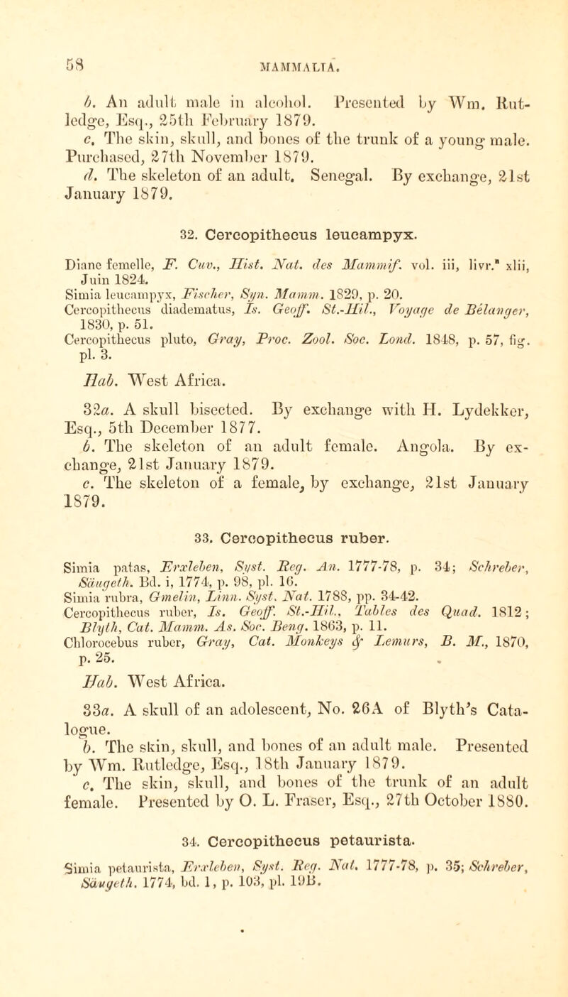 b. An adult male in alcohol. Presented by Wm. Rut¬ ledge, Esq,, 25th February 1879. c. The skin, skull, and bones of the trunk of a young- male. Purchased, 27th November 1879. d. The skeleton of an adult. Senegal. By exchange, 21st January 1879. 32. Cex-copithecus leueampyx. Diane femelle, F. Cuv., Hist. Nat. des Mammif. vol. iii, livr.“ xlii, Juin 1824. Simia leueampyx, Fischer, Syn. Mamin. 1829, p. 20. Cercopithecus diadematus, Is. Geoff. St.-JHl., Voyage de Belanger, 1830, p. 51. Cercopithecus pluto, Gray, Proc. Zool. Soc. Lond. 1848, p. 57, fig. pi. 3. Ilab. West Africa. 32a. A skull bisected. By exchange with FI. Lydekker, Esq., 5tli December 1877. b. The skeleton of an adult female. Angola. By ex¬ change, 21st January 1879. c. The skeleton of a female, by exchange, 21st January 1879. 33. Cercopithecus ruber. Simia patas, Frxleben, Syst. Peg. An. 1777-78, p. 34; Schreber, Siiugeth. Bd. i, 1774, p. 98, pi. 10. Simia rubra, Gmelin, Linn. Syst. Nat. 1788, pp. 34-42. Cercopithecus ruber, Is. Geoff. St.-Hil., Tables des Quad. 1812; Bhjth, Cat. Mamm. As. Soc. Beng. 1863, p. 11. Cldorocebus ruber, Gray, Cat. Monkeys df Lemurs, B. M., 1870, р. 25. Hal. West Africa. 33a. A skull of an adolescent, No. 26A of BlytlFs Cata¬ logue. b. The skin, skull, and bones of an adult male. Presented by Wm. Rutledge, Esq., 18th January 1879. с. The skin, skull, and bones of the trunk of an adult female. Presented by O. L. Fraser, Esq., 27th October 1880. 34. Cercopithecus petaurista. Simia petaurista, Frxleben, Syst. Peg. Nat. 1777-78, p. 3-5; Schreber, Sdvgeth. 1774, bd. 1, p. 103, pi. 19B.