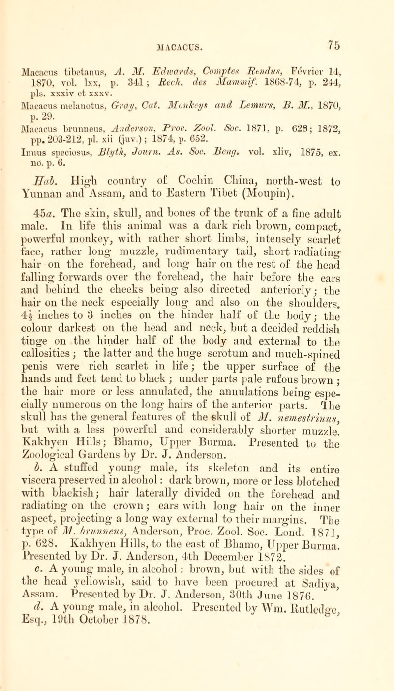 Macacus tibetanus, A. M. Edwards, Comptes Eendas, Fevricr 14, 1870, vol. lxx, p. 341 ; Reck. dcs Marnmif. 1808-74, p. 244, pis. xxxiv et xxxv. Macacus melanotus, Gray, Cat. Monkeys and Lemurs, II. M„ 1870, p. 29. Macacus brunneus, Anderson, Proc. Zool. Soc. 1871, p. 628; 1872, pp. 203-212, pi. xii (juv.); 1874, p. 052. Inuus speciosus, Ply tit, Journ. As. Soc. Peng, vol. xliv, 1875, ex. no. p. 6. Hah. High country of Cochin China, north-west to Yunnan and Assam, and to Eastern Tibet (Moupin). 45a. The skin, skull, and bones of the trunk of a fine adult male. In life this animal was a dark rich brown, compact, powerful monkey, with rather short limbs, intensely scarlet face, rather long’ muzzle, rudimentary tail, short radiating1 hair on the forehead, and long hair on the rest of the head falling forwards over the forehead, the hair before the ears and behind the cheeks being also directed anteriorly; the hair on the neck especially long and also on the shoulders. 4$ inches to 3 inches on the hinder half of the body; the colour darkest on the head and neck, but a decided reddish tinge on the hinder half of the body and external to the callosities ; the latter and the huge scrotum and much-spined penis were rich scarlet in life; the upper surface of the hands and feet tend to black ; under parts pale rufous brown ; the hair more or less annulated, the annulations being espe¬ cially numerous on the long hairs of the anterior parts. rlhe skull has the general features of the skull of M. nemeslrinus, but with a less powerful and considerably shorter muzzle. Kakhyen Hills; Bhamo, Upper Burma. Presented to the Zoological Gardens by Dr. J. Anderson. b. A stuffed young male, its skeleton and its entire viscera preserved in alcohol: dark brown, more or less blotched with blackish; hair laterally divided on the forehead and radiating on the crown; ears with long hair on the inner aspect, projecting a long way external to their margins. The type of M. brunneus, Anderson, Proc. Zool. Soc. Lond. 1871, p. G28. Kakhyen Hills, to the east of Bhamo, Upper Burma. Presented by Dr. J. Anderson, 4th December ls72. c. A young male, in alcohol: brown, but with the sides of the head yellowish, said to have been procured at Sadiya, Assam. Presented by Dr. J. Anderson, 30th June 1876. d. A young male, in alcohol. Presented by Win. Rutledge Esq., 1 Dth October 1878.