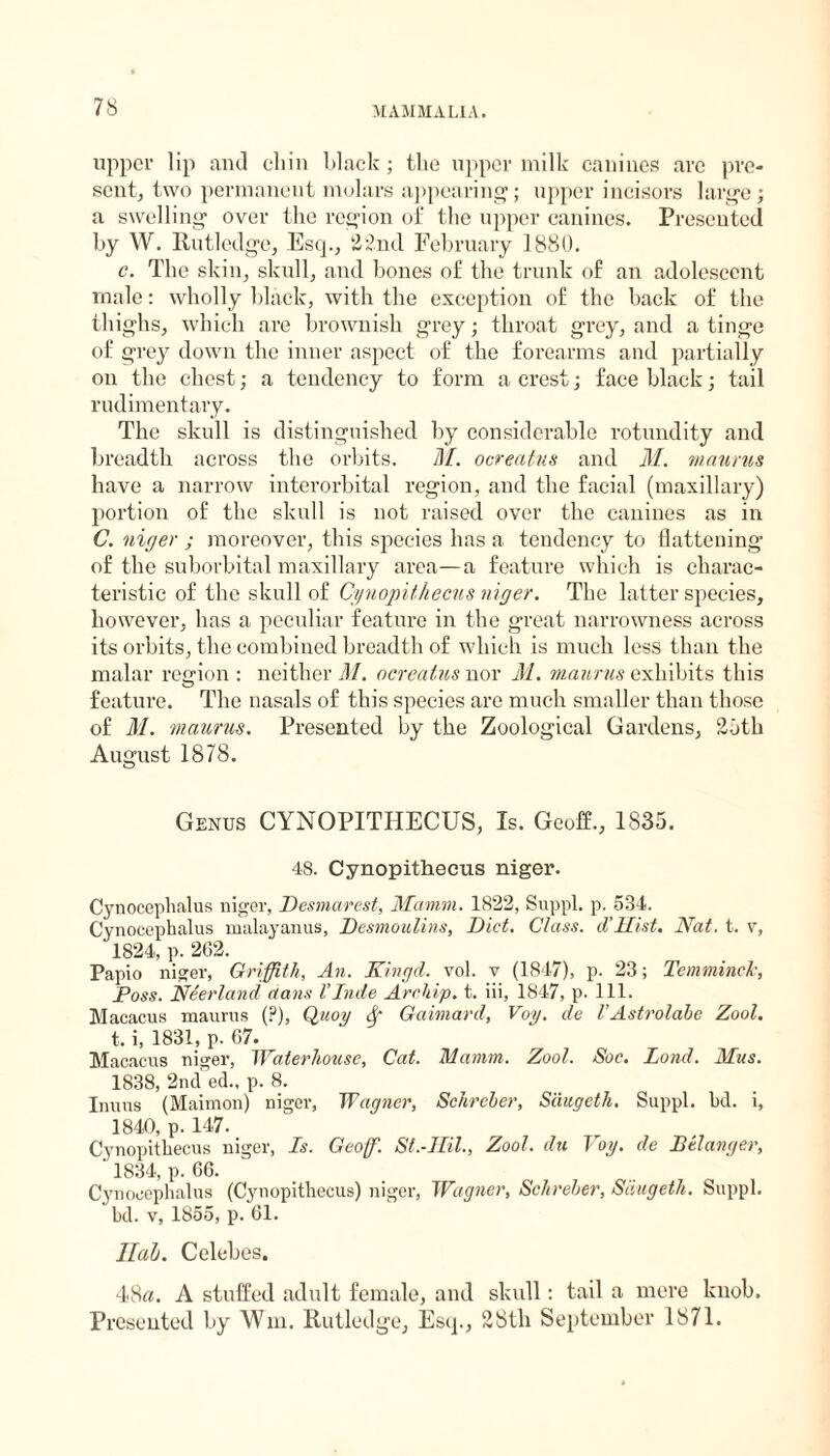 upper lip and chin black; the upper milk canines are pre¬ sent, two permanent molars appearing; upper incisors large; a swelling over the region of the upper canines. Presented by W. ltutledge, Esq., 22nd February 1880. c. The skin, skull, and bones of the trunk of an adolescent male: wholly black, with the exception of the back of the thighs, which are brownish grey; throat grey, and a tinge of grey down the inner aspect of the forearms and partially on the chest; a tendency to form a crest; face black; tail rudimentary. The skull is distinguished by considerable rotundity and breadth across the orbits. M. ocreatus and M. maurus have a narrow interorbital region, and the facial (maxillary) portion of the skull is not raised over the canines as in C. niger ; moreover, this species has a tendency to flattening of the suborbital maxillary area—a feature which is charac¬ teristic of the skull of Cynopithecus niger. The latter species, however, has a peculiar feature in the great narrowness across its orbits, the combined breadth of which is much less than the malar region : neither M. ocreatus nor M. maurus exhibits this feature. The nasals of this species are much smaller than those of M. maurus. Presented by the Zoological Gardens, 25th August 1878. Genus CYNOPITHECUS, Is. Geoff., 1835. 48. Cynopithecus niger. Cynocephalus niger, Desmarest, Mamm. 1822, Suppl. p. 534. Cynocephalus malayanus, Desmoulins, Diet. Class. d’llist. Nat. t. v, 1824, p. 262. Papio niger, Griffith, An. Ringd. vol. v (1847), p. 23; Tcmminck, Doss. Neerland dans I’Inde Archip. t. iii, 1847, p. 111. Macacus maurus (?), Quoy Sf Gaimard, Voy. de VAstrolabe Zool. t. i, 1831, p. 67. Macacus niger, Waterhouse, Cat. Mamm. Zool. Soc. Bond. Mus. 1838, 2nd ed., p. 8. Inuus (Maimon) niger, Wagner, Schreber, Simgeth. Suppl. bd. i, 1840, p. 147. Cynopithecus niger, Is. Geoff. St.-Hil., Zool. du Voy. de Belanger, ' 1834, p. 66. Cynocephalus (Cynopithecus) niger, Wagner, Schreber, Saugeth. Suppl. bd. v, 1855, p. 61. llab. Celebes. 48a. A stuffed adult female, and skull: tail a mere knob. Presented by Wm. Rutledge, Esq., 28th September 1871.