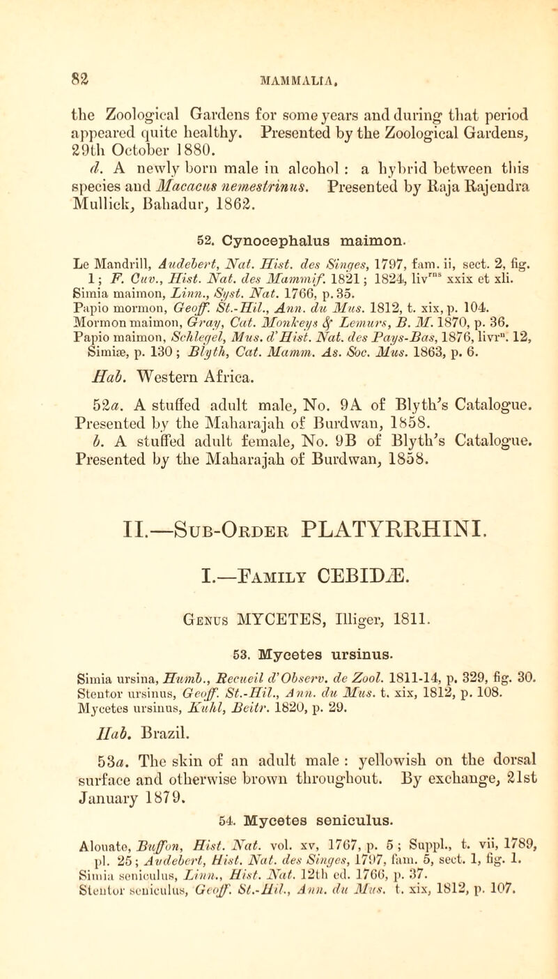 the Zoological Gardens for some years and during that period appeared quite healthy. Presented by the Zoological Gardens, 29th October 1880. d. A newly born male in alcohol : a hybrid between this .species and Macacus nemestrinus. Presented by Raja Rajendra Mullick, Bahadur, 1862. 52. Cynoeephalus maimon. Le Mandrill, Audebert, Nat. Hist, des Singes, 1797, fam. ii, sect. 2, fig. 1; F. Cuv., Hist. Nat. des Mammif. 1821; 1824, livrns xxix et xli. Simia maimon, Linn., Syst. Nat. 1766, p. 35. Papio mormon, Geoff. St.-Hit., Ann. du Mus. 1812, t. xix, p. 104. Mormon maimon, Gray, Cat. Monkeys Sf Lemurs, B. M. 1870, p. 36. Papio maimon, Schlegel, Mus. d’Hist. Nat. des Pays-Bas, 1876, livr. 12, Simise, p. 130; Blyth, Cat. Mamm. As. Soc. Mus. 1863, p. 6. Hal. Western Africa. 52a. A stuffed adult male, No. 9A of Blythes Catalogue. Presented by the Maharajah of Burdwan, 1858. b. A stuffed adult female, No. 9B of Blyth’s Catalogue. Presented by the Maharajah of Burdwan, 1858. II.—Sub-Order PLATYRRHINI. I.—Pamily CEBIDiE. Genus MYCETES, Uliger, 1811. 53. Myeetes ursinus. Simia ursina, Humb., Recueil d’Observ. de Zool. 1811-14, p. 329, fig. 30. Stent,or ursinus, Geoff. St.-Mil., Ami. du Mus. t. xix, 1812, p. 108. Myeetes ursinus, Kuhl, Beitr. 1820, p. 29. Ilab. Brazil. 53a. The skin of an adult male : yellowish on the dorsal surface and otherwise brown throughout. By exchange, 21st January 1879. 54. Myeetes senieulus. Alouato, Buffon, Hist. Nat. vol. xv, 1767, p. 5 ; Suppl., t. vii, 1789, pi. 25; Audebert, Hist. Nat. des Singes, 1797, fam. 5, sect. 1, fig. 1. Simla senieulus, Linn., Hist. Nat. 12th ed. 1766, p. 37. Stentor senieulus, Geoff. St.-Hid., Ann. du Mus. t. xix, 1812, p. 107.