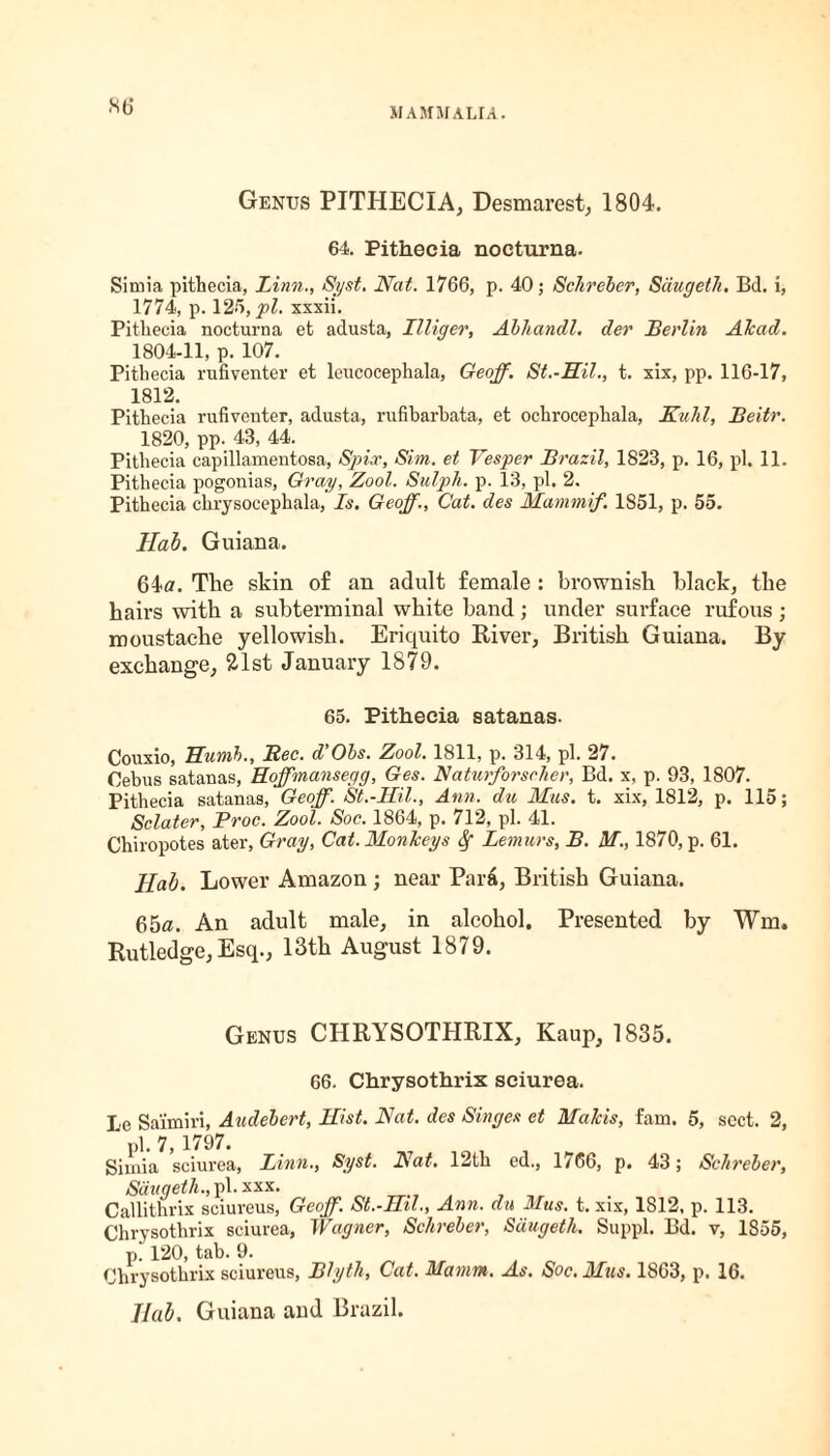 Genus PITHECIA, Desmarest, 1804. 64. Pithecia nocturna. Sinaia pithecia, Linn., Syst. Nat. 1766, p. 40; Schreber, Saugeth. Bd. i, 1774, p. 125, pi. xxxii. Pithecia nocturna et adusta, Illiger, Abhandl. der Berlin Akad. 1804-11, p. 107. Pithecia rufiventer et leucocephala, Geoff. St.-Hil., t. xix, pp. 116-17, 1812. Pithecia rufiventer, adusta, rufibarbata, et ochrocephala, Kuhl, Beitr. 1820, pp. 43, 44. Pithecia capillamentosa, Spur, Sim. et Vesper Brazil, 1823, p. 16, pi. 11. Pithecia pogonias, Gray, Zool. Sulph. p. 13, pi. 2. Pithecia chrysocephala, Is. Geoff., Cat. des Mammif. 1851, p. 55. Hab. Guiana. 64a. The skin of an adult female : brownish black, the hairs with a subterminal white band ; under surface rufous ; moustache yellowish. Eriquito River, British Guiana. By exchange, 21st January 1879. 65. Pithecia satanas. Couxio, Humh., Bee. d’Ols. Zool. 1811, p. 314, pi. 27. Oebus satanas, Hoffmansegg, Ges. Naturforscher, Bd. x, p. 93, 1807. Pithecia satanas, Geoff. St.-Hil., Ann. du Mus. t. xix, 1812, p. 115; Sclater, Proc. Zool. Soc. 1864, p. 712, pi. 41. Chiropotes ater, Gray, Cat. Monkeys Sf Lemurs, B. M., 1870, p. 61. Hab. Lower Amazon ; near Para, British Guiana. 65a. An adult male, in alcohol. Presented by Wm. Rutledge, Esq., 13th August 1879. Genus CHRYSOTHRIX, Kaup, 1835. 66. Chrysothrix sciurea. Le Saimiri, Audebert, Hist. Nat. des Singes et Maids, fam. 5, sect. 2, pi. 7, 1797. Simia sciurea, Linn., Syst. Nat. 12th ed., 1766, p. 43; Schreber, Saugeth., pi. xxx. Callithrix sciureus, Geoff. St.-Hil., Ann. du Mus. t. xix, 1S12, p. 113. Chrysothrix sciurea, Wagner, Schreber, Saugeth. Suppl. Bd. v, 1855, p. 120, tab. 9. Chrysothrix sciureus, Blyth, Cat. Mamm. As. Soc. Mus. 1863, p. 16. Ilab. Guiana and Brazil.