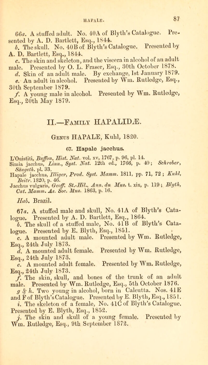 IIA PALE. G6a. A stuffed adult. No. 40A of Blyth’s Catalogue. Pre¬ sented by A. D. Bartlett, Esq., 1844. b. The skull. No. 40B of Blyth’s Catalogue. Presented by A. D. Bartlett, Esq., 1844. c. The skin and skeleton, and the viscera in alcohol of an adult male. Presented by O. L. Eraser, Esq., 30th October 1878. d. Skin of an adult male. By exchange, 1st January 1879. e. An adult in alcohol. Presented by Win. Rutledge, Esq., 30th September 1879. f. A young male in alcohol. Presented by Wm. Rutledge, Esq., 20th May 1879. II.—Family HAP ALIDAD. Genus HAPALE, Kuhl, 1820. 67. Hapale jacchus. L’Ouistiti, Bitffon, Hist. Nat. vol. xv, 1767, p. 96, pi. 14. Simia jacchus, LinnSyst. Nat. 12th ed., 1766, p. 40; Schreber, Sdwgeth. pi. 33, Hapale jacchus, Illiger, Prod. Syst. JSlamm. 1811, pp. 71, 72 ; Kuhl, Beitr. 1820, p. 46. Jacchus vulgaris, Geoff. St.-HU., Ann. du Mus. t. xix, p. 119 ; Blyth, Cat. Mamm. As. Soc. Mus. 1863, p. 16. Hub. Brazil. 67a. A stuffed male and skull, No. 41A of Blyth’s Cata¬ logue. Presented by A. D. Bartlett, Esq., 1864. b. The skull of a stuffed male. No. 41B of Blyth’s Cata¬ logue. Presented by E. Blyth, Esq., 1851. c. A mounted adult male. Presented by Wm. Rutledge, Esq., 24th July 1873. d. A mounted adult female. Presented by Wm. Rutledge, Esq., 24th July 1873. e. A mounted adult female. Presented by Wm. Rutledge, Esq., 24th July 1873. /. The skin, skull, and bones of the trunk of an adult male. Presented by Wm. Rutledge, Esq., 5th October 1876. g fy li. Two young in alcohol, born in Calcutta. Nos. 41E and F of Blyth’s Catalogue. Presented by E. Blyth, Esq., 185 1. i. The skeleton of a female, No. 41C of Blythes Catalogue. Presented by E. Blyth, Esq., 1852. j. The skin and skull of a young female. Presented by Wm. Rutledge, Esq., 9th September 1872.