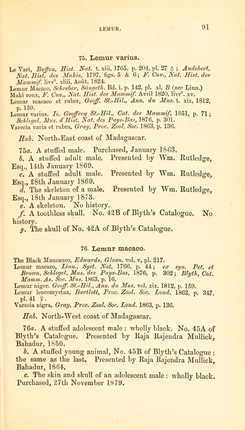 75. Lemur varius. LeVari, Buffon, Hist. Nat. t. xiii, 1765, p. 204, pi. 27 J; Audebert, Nat. Hist, des Makis, 1797. figs. 5 & 6; F. Cuv., Nat. Hist, des Mammif. livr. xliii, Aout, 1824. Lemur Macaco, Sclireber, Sdugeth. Bd. i, p. 142, pi. xl, B {nee Linn.) Maki roux, F. Cuv., Nat. Hist, des Mammif. Avril 1820, livr. xv. Lemur macaco et ruber, Geoff. St.-Hil., Ann. du Mus. t. xix, 1812, p. 159. Lemur varius, Is. Geoffrey St.-Hil., Cat. des Mammif. 1851, p. 71; Selllegel, Mus. d’Hist. Nat. des Pays-Bas, 1870, p. 301. Varecia varia et rubra, Gray, Proc. Zool. Soc. 1863, p. 136. Ilab. North-East coast of Madagascar. 75a. A stuffed male. Purchased, January 1863. 1. A stuffed adult male. Presented by Wm. Rutledge, Esq., 14th January 1869. c. A stuffed adult male. Presented by Wm. Rutledge, Esq., 28th January 1869. d. The skeleton of a male. Presented by Whn. Rutledge, Esq., 18th January 1873. e. A skeleton. No history. f. A toothless skull. No. 42B of BlytlPs Catalogue. No history. g. The skull of No. 42A of BlytlPs Catalogue. 76. Lemur macaco. The Black Maucauco, Edwards, Glean, vol. v, pi. 217. Lemur macaco, Linn., Syst. Nat. 1766, p. 44; ex syn. Pet. et Brown, Schlegel, Mus. des Pays-Bas, 1876, p. 302; Blytli, Cat. Hamm. As. Soc. Mus. 1863, p. 16. Lemur niger. Geoff. St.-Hil., Ann. du Mus. vol. xix, 1812, p. 159. Lemur leucomystax, Bartlett, Proc. Zool. Soc. Lond. 1862, p. 347, pi. 41 ?. Yarecia nigra, Gray, Proc. Zool. Soc. Lond. 1863, p. 136. Hal. North-West coast of Madagascar. 76a. A stuffed adolescent male : wholly black. No. 45A of Blytlris Catalogue. Presented by Raja Rajeudra Mullick, Bahadur, 1850. b. A stuffed young animal, No. 45B of Blyth’s Catalogue : the same as the last. Presented by Raja Rajendra Mullick, Bahadur, 1864. c. The skin and skull of an adolescent male : wholly black. Purchased, 27th November 1879.