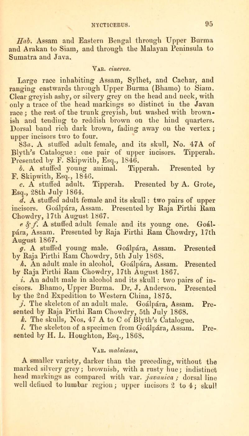 Ilab. Assam and Eastern Bengal through Upper Burma and Arakan to Siam, and through the Malayan Peninsula to Sumatra and Java. Vak. cinerea. Large race inhabiting Assam, Sylhet, and Cachar, and ranging eastwards through Upper Burma (Bhamo) to Siam. Clear greyish ashy, or silvery grey on the head and neck, with only a trace of the head markings so distinct in the Javan race ; the rest of the trunk greyish, but washed with brown¬ ish and tending to reddish brown on the hind quarters. Dorsal band rich dark brown, fading away on the vertex ; upper incisors two to four. 83a. A stuffed adult female, and its skull, No. 47A of Blyth’s Catalogue: one pair of upper incisors. Tipperah. Presented by F. Skipwith, Esq., 1846. b. A stuffed young animal. Tipperah. Presented by F. Skipwith, Esq., 1846. c. A stuffed adult. Tipperah. Presented by A. Grote, Esq., 28th July 1864. d. A stuffed adult female and its skull: two pairs of upper incisors. Goalpara, Assam. Presented by Raja Pirthi Ram Chowdry, 17th August 1867. e 8f f. A stuffed adult female and its young one. Goal¬ para, Assam. Presented by Raja Pirthi Ram Chowdry, 17th August 1867. g. A stuffed young male. Goalpara, Assam. Presented by Raja Pirthi Ram Chowdry, 5th July 1868. h. An adult male in alcohol. Goalpara, Assam. Presented by Raja Pirthi Ram Chowdry, 17th August 1867. i. An adult male in alcohol and its skull : two pairs of in¬ cisors. Bhamo, Upper Burma. Dr. J. Anderson. Presented by the 2nd Expedition to Western China, 1875. j. The skeleton of an adult male. Goalpara, Assam. Pre¬ sented by Raja Pirthi Ram Chowdry, 5th July 1868. k. The skulls. Nos. 47 A to C of BlytlPs Catalogue. l. The skeleton of a specimen from Goalpara, Assam. Pre¬ sented by H. L. Houghton, Esq., 1868. Vae. malaiana, A smaller variety, darker than the preceding, without the marked silvery grey; brownish, with a rusty hue; indistinct head markings as compared with var. javanica ; dorsal line well defined to lumbar region; upper incisors 2 to 4; skull
