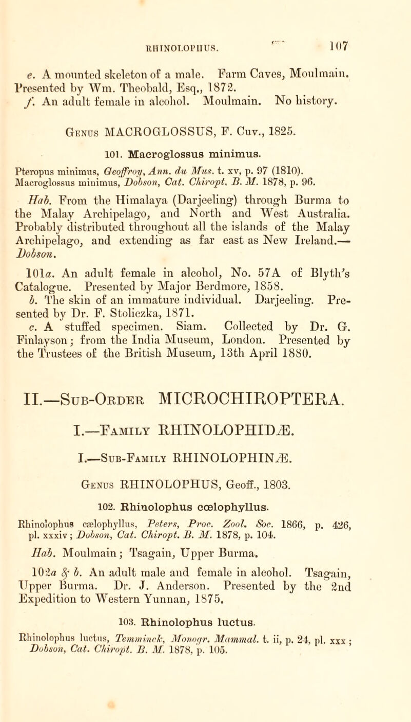 ItHINOT.OPlIUS. e. A mounted skeleton of a male. Farm Caves, Moulmain. Presented by Wm. Theobald, Esq., 1872. f. An adult female in alcohol. Moulmain. No history. Genus MACROGLOSSUS, F. Cuv., 1825. 101. Maeroglossus minimus. Pteropus minimus, Geoffroy, Ann. du, Must. t. xv, p. 97 (1810). Maeroglossus minimus, Dobson, Cat. Chiropt. B. M. 1878, p. 96. I fab. From the Himalaya (Darjeeling-) through Burma to the Malay Archipelago, and North and West Australia. Probably distributed throughout all the islands of the Malay Archipelago, and extending as far east as New Ireland.— Dobson. 101a. An adult female in alcohol, No. 57A of BlytlFs Catalogue. Presented by Major Berdmore, 1858. b. The skin of an immature individual. Darjeeling. Pre¬ sented by Dr. F. Stoliczka, 1871. c. A stuffed specimen. Siam. Collected by Dr. G. Finlayson; from the India Museum, London. Presented by the Trustees of the British Museum, 13th April 1880. II.—Sub-Order MICROCHIROPTERA. I.—Family RHINOLOPHnm I.—Sub-Family RIIINOLOPHIN.E. Genus RHINOLOPHUS, Geoff., 1803. 102. Rhinolophus coelophyllus. Rhinolophus cselophyllus, Peters, Proc. Zool. Soc. 1866, p. 426, pi. xxxiv; Dobson, Cat. Chiropt. D. M. 1878, p. 104. Ilab. Moulmain; Tsagain, Upper Burma. 102a 8f b. An adult male and female in alcohol. Tsagain, Upper Burma. Dr. J. Anderson. Presented by the 2nd Expedition to Western Yunnan, 1875, 103. Rhinolophus luctus. Rhinolophus luctus, Temminclc, Monorjr. Mammal, t. ii, p. 24, pi. xxx ; Dobson, Cat. Chiropt. B. M. 1878, p. 105.