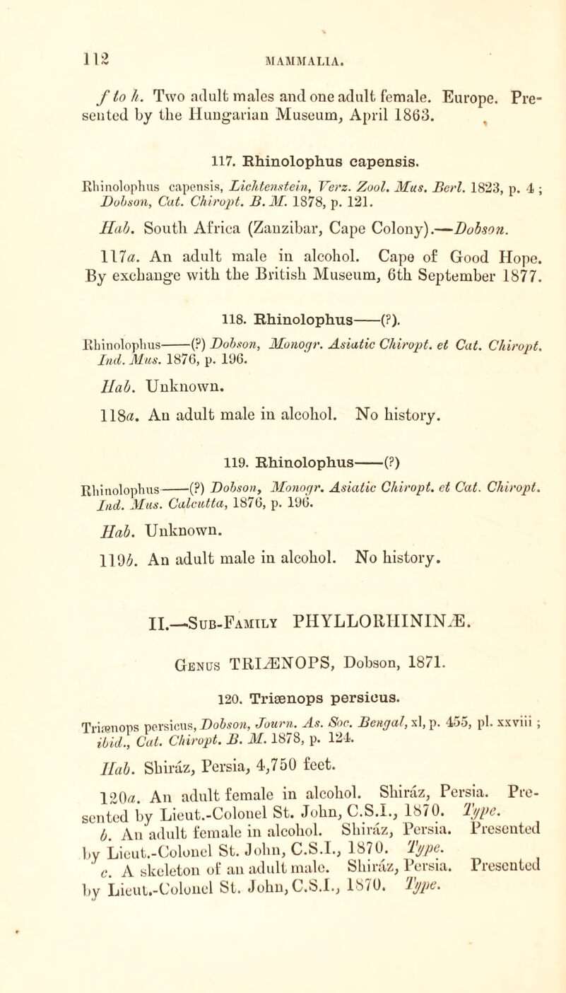 ftoll. Two adult males and one adult female. Europe. Pre seated by the Hungarian Museum, April 1863. 117. Rhinolophus capensis. Rhinolophus capensis, Lichtenstein, Verz. Zool. Mas. Berl. 1823, p. 4 ; Dobson, Cat. Chiropt. B.M. 1878, p. 121. Hub. South Africa (Zanzibar, Cape Colony).—Dobson. 117a. An adult male in alcohol. Cape of Good Hope. By exchange with the British Museum, 6th September 1877. 118. Rhinolophus-(?). Rhinolophus-(?) Dobson, Monogr. Asiatic Chiropt. et Cat. Chiropt. Ind. Mus. 1876, p. 196. llab. Unknown. 118a. An adult male in alcohol. No history. 119. Rhinolophus-(?) Rhinolophus-(?) Dobson, Monogr. Asiatic Chiropt. et Cat. Chiropt. hid. Mus. Calcutta, 1876, p. 196. llab. Unknown. 1196. An adult male in alcohol. No history. II.—Sub-Family PHYLLORHININJE. Genus TRIiENOPS, Dobson, 1871. 120. Trisenops persieus. Trifenops persieus, Dobson, Joiirn. As. Soc. Bengal, si, p. 455, pi. xxviii; ibid., Cat. Chiropt. B. M. 1878, p. 124. Hob. Shiraz, Persia, 4,750 feet. 120a. An adult female in alcohol. Shiraz, Persia. Pre¬ sented by Lieut.-Colonel St. John, C.S.I., 1870. b. An adult female in alcohol. Shiraz, Persia. Presented by Lieut.-Colonel St. John, C.S.I., 1871b lypQg c. A skeleton of an adult male. Shiraz, Persia. Presented by Lieut.-Colonel St. John, C.S.I., 1870. lypz*