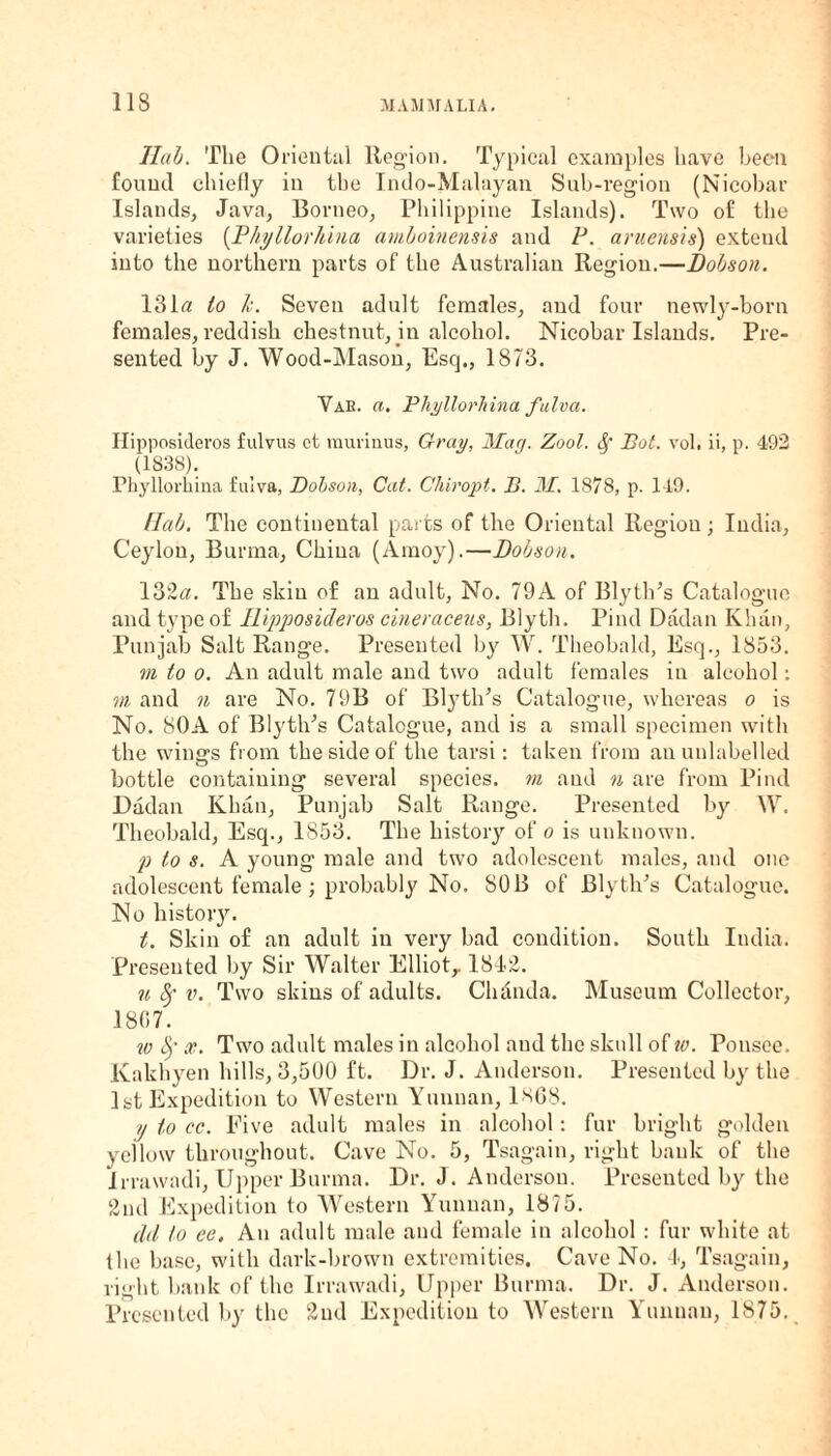 1lab. The Oriental Region. Typical examples have been found chiefly in the Indo-Malayan Sub-region (Nicobar Islands, Java, Borneo, Philippine Islands). Two of the varieties (Phyllorhina amboinensis and P. aruensis) extend into the northern parts of the Australian Region.—Dobson. 131a to k. Seven adult females, and four newly-born females, reddish chestnut, in alcohol. Nicobar Islands. Pre¬ sented by J. Wood-Mason, Esq., 1873. Yah. a. Phyllorhina fulva. Hipposideros fulvus ct raurinus, Gray, Mag. Zool. Sf Pot. vol. ii, p. 492 (1S38). Phyllorhina fulva, Dobson, Cat. Chiropt. B. M. 1878, p. 149. llab. The continental parts of the Oriental Region; India, Ceylon, Burma, China (Amoy).—Dobson. 132a. The skin of an adult, No. 79A of Blyth’s Catalogue and type of Hipposideros cineraceus, Blyth. Pind Dadan Khan, Punjab Salt Range. Presented by W. Theobald, Esq., 1853. m to o. An adult male and two adult females in alcohol: m and n are No. 79B of Blyth’s Catalogue, whereas o is No. SOA of Blyth’s Catalogue, and is a small specimen with the wine's from the side of the tarsi: taken from an unlabelled o bottle containing several species, m and n are from Pind Dadan Khan, Punjab Salt Range. Presented by \V. Theobald, Esq., 1S53. The history of o is unknown. p to s. A young male and two adolescent males, and one adolescent female; probably No. SOB of Blyth’s Catalogue. No history. t. Skin of an adult in very bad condition. South India. Presented by Sir Walter Elliot,. 18-12. ii Sf v. Two skins of adults. Chdnda. Museum Collector, 1807. w bJ' x. Two adult males in alcohol and the sknll of w. Ponsee. Kakhyen hills, 3,500 ft. Dr. J. Anderson. Presented by the 1st Expedition to Western Yunnan, 1868. ij to cc. Five adult males in alcohol: fur bright golden yellow throughout. Cave No. 5, Tsagain, right bank of the Irrawadi, Upper Burma. Dr. J. Anderson. Presented by the 2nd Expedition to Western Yunnan, 18?5. dil to ee. An adult male and female in alcohol : fur white at the base, with dark-brown extremities. Cave No. 4, Tsagain, right bank of the Irrawadi, Upper Burma. Dr. J. Anderson. Presented by the 2nd Expedition to Western Yunnan, 1875.