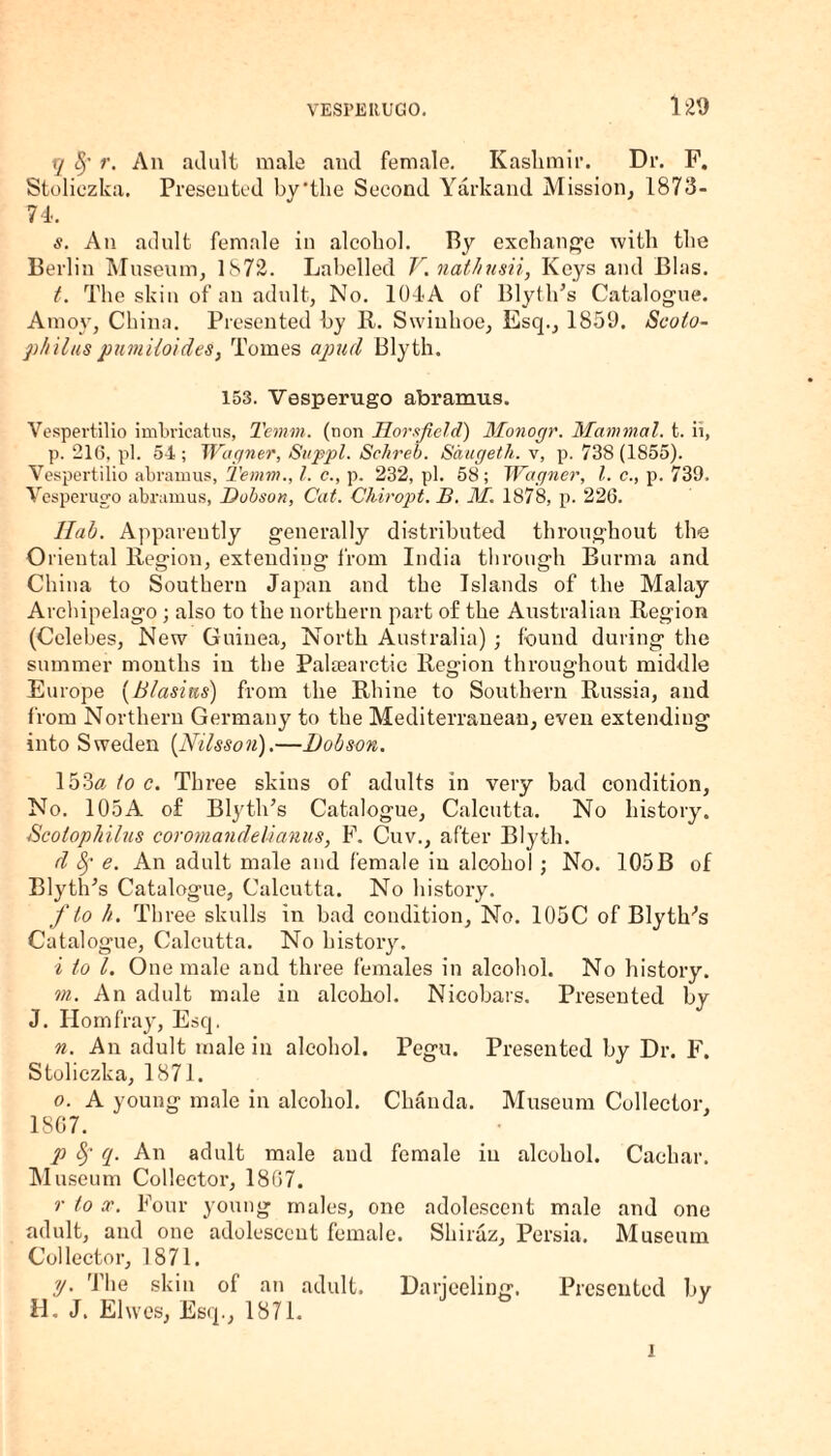 xq fy r. An adult male and female. Kashmir. Dr. F. Stoliezka. Presented by'the Second Yarkand Mission, 1873- 74-. s. An adult female in alcohol. By exchange with the Berlin Museum, 1872. Labelled V.nathusii, Keys and Bias. t. The skin of an adult, No. 104A of Blyth’s Catalogue. Amoy, China. Presented by R. Swinhoe, Esq., 1859. Scoto- philus pumiioides, Tomes a pud Blytli. 153. Vesperugo abramus. Vespertilio imbricatus, Temm. (non Horsfield) Monogr. Mammal, t. ii, p. 21(5, pi. 54 ; Wagner, Svppl. Schreb. Saugeth. v, p. 738 (1855). Vespertilio abramus, Temm., 1. c., p. 232, pi. 58; Wagner, l. c., p. 739. Vesperugo abramus, Dobson, Cat. Chiropt. B. M. 1878, p. 226. lla'b. Apparently generally distributed throughout the Oriental Region, extending from India through Burma and China to Southern Japan and the Islands of the Malay Archipelago ; also to the northern part of the Australian Region (Celebes, New Guinea, North Australia) ; found during the summer months in the PalEearctic Region throughout middle Europe (B/asitis) from the Rhine to Southern Russia, and from Northern Germany to the Mediterranean, even extending into Sweden (Nilsson).—Dobson. 153« to c. Three skius of adults in very bad condition. No. 105A of Blytil’s Catalogue, Calcutta. No history. Scolophilus coromandelianus, F. Cuv., after Blytli. d 8f e. An adult male and female in alcohol ; No. 105B of Blyth’s Catalogue, Calcutta. No history. f to h. Three skulls in bad condition. No. 105C of BlytlFs Catalogue, Calcutta. No history. i to l. One male and three females in alcohol. No history. m. An adult male in alcohol. Nicobars. Presented by J. Horn fray, Esq. n. An adult male in alcohol. Pegu. Presented by Dr. F. Stoliezka, 1871. o. A young male in alcohol. Chanda. Museum Collector, 1867. p Sj- q. An adult male and female in alcohol. Cachar. Museum Collector, 1867. r to x. Four young males, one adolescent male and one adult, and one adolescent female. Shiraz, Persia. Museum Collector, 1871. y. The skin of an adult. Darjeeling. Presented by H. J. Elwes, Esq., 1871. i