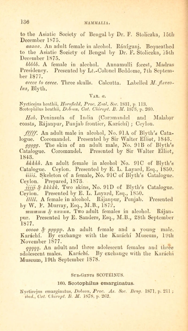to tlie Asiatic Society of Bengal by Dr. F. Stoliczka, 15th December 1875. aaaaa. An adult female in alcohol. Ratiiganj. Bequeathed to the Asiatic Society of Bengal by Dr. F. Stoliczka, i5th December 1875. bbbbb. A female in alcohol. Aunamulli forest, Madras Presidency. Presented by Lt.-Colonel Beddome, 7th Septem¬ ber 1877. ccccc to eeeee. Three skulls. Calcutta. Labelled M.flaveo- lus, Blyth. Var. a. Nycticejus heathii, Hors field, Proc. Zool. Soc. 1831, p 113. Scotopliilus heathii, Dub<un, Cat. Chiropt. B. M. 1878, p. 260. Hub. Peninsula of India (Coromandel and Malabar coasts, Rajanpur, Punjab frontier, Karachi) ; Ceylon. fffff. An adult male in alcohol, No. 91A of Blyth’s Cata¬ logue. Coromandel. Presented by Sir Walter Elliot, 1843. ffffffffff. The skin of an adult male, No. 91B of Blyth’s Catalogue. Coromandel. Presented by Sir Walter Elliot, 1843. khhlih. An adult female in alcohol No. 91C of Blyth’s Catalogue. Ceylon. Presented by E. L. Layard, Esq., 1850. Uni. Skeleton of a female. No. 91C of Blyth’s Catalogue. Ceylon. Prepared, 1873. jjjjj Sj% IcJckkk. Two skins, No. 91D of Blyth’s Catalogue, Ceylon. Presented by E. L. Layard, Esq., 1850. lllll. A female in alcohol. Rajanpur, Punjab. Presented by W. F. Murray, Esq., M.B., 187?. mmmrnm fy nnnnn. Two adult females in alcohol. Rajan¬ pur. Presented by E. Sanders, Esq., M.B., 28th September 1877. ooooo fy ppppp. An adult female and a young male. Karachi. By exchange with the Karachi Museum, 19th November 1877. qqqqq. An adult and three adolescent females and three adolescent males. Karachi. By exchange with the Karachi Museum, 19th September 1878. Sfb-Gekus SCOTEINUS. 160. Scotophilus emarginatus. Nycticejns emarginatus, Dobson, Proc. As. Soc. lieng. 1871, p. 211; ibid., Cat. Chiropt. B. M. 1878, p. 262.