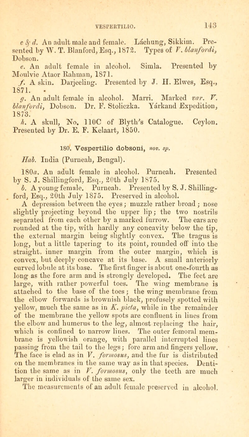 c8fd. An adult male and female. Lachung, Sikkim. Pre¬ sented by W. T. Blanford, Esq., 1872. Types of V. blanforcli, Dobson. e. An adult female in alcohol. Simla. Presented by Moulvie Ataor Rahman, 1871. f. A skin. Darjeeling. Presented by J. II. Elwes, Esq., 18.71. • ff. An adult female in alcohol. Marri. Marked var. V. blanforcli, Dobson. Dr. F. Stoliczka. Yarkand Expedition, 1873. h. A skull. No. 110C of Blythes Catalogue. Ceylon. Presented by Dr. E. F. Kelaart, 1850. ISO. Vespertilio dobsoni, nov. sp. Hab. India (Purneah, Bengal). 180«. An adult female in alcohol. Purneah. Presented by S. J. Sliillingford, Esq., 20th July 1875. b. A youngfemale. Purneah. Presented by S. J. Shilling- ford, Esq., 20th July 1875. Preserved in alcohol. A depression between the eyes; muzzle rather broad ; nose slightly projecting beyond the upper lip; the two nostrils separated from each other by a marked furrow. The ears are rounded at the tip, with hardly any concavity below the tip, the external margin being slightly convex. The tragus is long, but a little tapering to its point, rounded off into the straight, inner margin from the outer margin, which is convex, but deeply concave at its base. A small anteriorly curved lobule at its base. The first finger is about one-fourth as long as the fore arm and is strongly developed. The feet are large, with rather powerful toes. The wing membrane is attached to the base of the toes; the wing membrane from the elbow forwards is brownish black, profusely spotted with yellow, much the same as in K. picia, while in the remainder of the membrane the yellow spots are confluent in lines from the elbow and humerus to the leg, almost replacing the hair, which is confined to narrow lines. The outer femoral mem¬ brane is yellowish orange, with parallel interrupted lines passing from the tail to the legs; fore arm and fingers yellow. The face is clad as in V. formosus, and the fur is distributed on the membranes in the same way as in that species. Denti¬ tion the same as in V. formosus, only the teeth are much larger in individuals of the same sex. The measurements of an adult female preserved in alcohol.