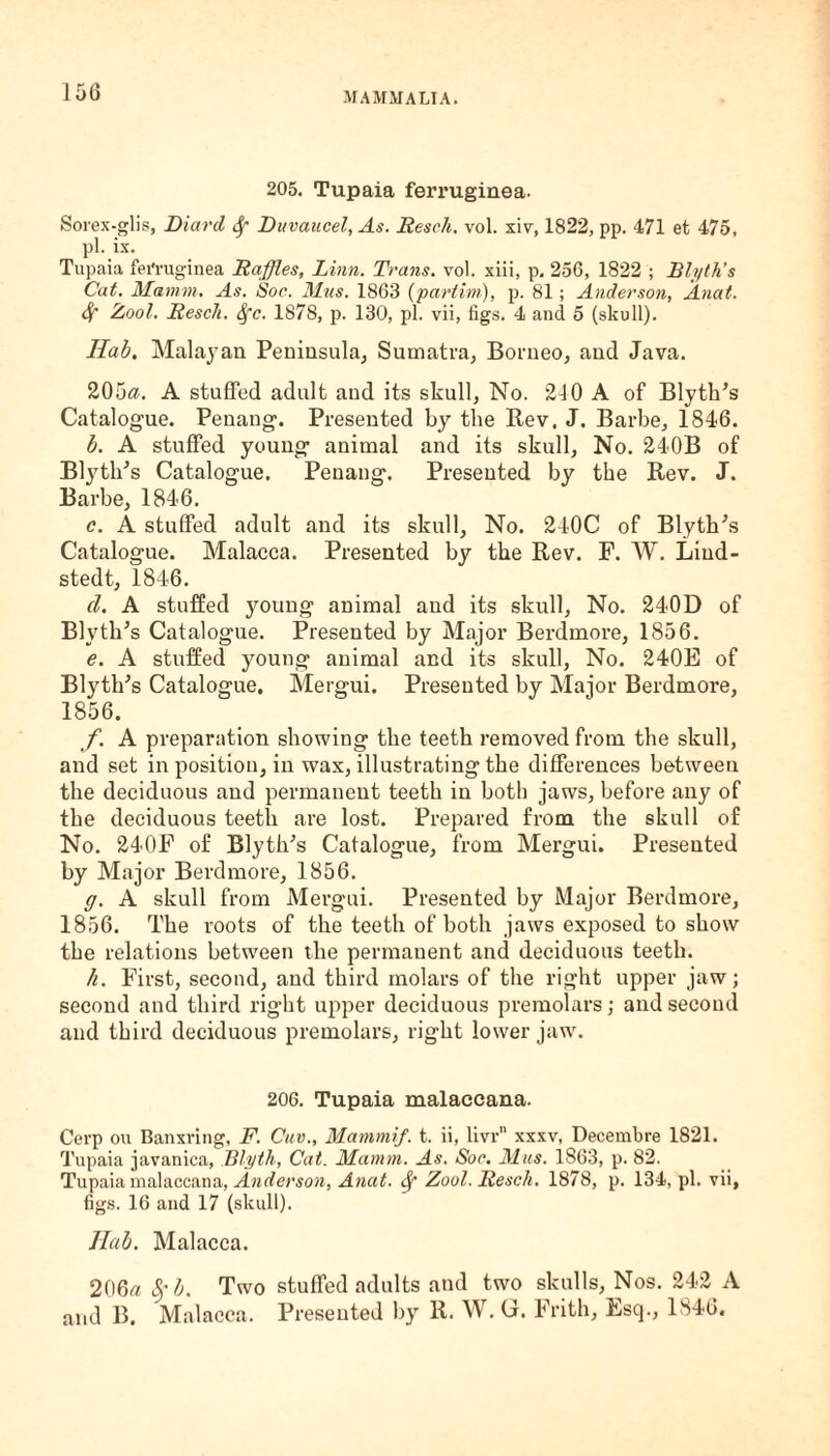 205. Tupaia ferruginea. Sorex-glis, Diard fy Duvaucel, As. Resell. vol. xiv, 1822, pp. 471 et 475, pi. ix. Tupaia fei'ruginea Raffles, Linn. Trans, vol. xiii, p. 256, 1822 ; Blyth’s Cat. Mamm. As. Soc. Ulus. 1863 (partim), p. 81; Anderson, Anat. Sf Zool. Resell. Sfc. 1878, p. 130, pi. vii, figs. 4 and 5 (skull). Hab. Malayan Peninsula, Sumatra, Borneo, and Java. 205a. A stuffed adult and its skull, No. 210 A of Blyth’s Catalogue. Penang. Presented by the Rev, J. Barbe, 1846. b. A stuffed young animal and its skull. No. 240B of Blyth’s Catalogue. Penang. Presented by the Rev. J. Barbe, 1846. c. A stuffed adult and its skull, No. 240C of Blyth’s Catalogue. Malacca. Presented by the Rev. F. W. Liud- stedt, 1846. d. A stuffed young animal and its skull, No. 240D of Blyth’s Catalogue. Presented by Major Berdmore, 1856. e. A stuffed young animal and its skull, No. 240E of Blyth’s Catalogue. Mergui. Presented by Major Berdmore, 1856. f. A preparation showing the teeth removed from the skull, and set in position, in wax, illustrating the differences between the deciduous and permanent teeth in both jaws, before any of the deciduous teeth are lost. Prepared from the skull of No. 240F of Blyth’s Catalogue, from Mergui. Presented by Major Berdmore, 1856. g. A skull from Mergui. Presented by Major Berdmore, 1856. The roots of the teeth of both jaws exposed to show the relations between the permanent and deciduous teeth. h. First, second, and third molars of the right upper jaw; second and third right upper deciduous premolars; and second and third deciduous premolars, right lower jaw. 206. Tupaia malaccana. Cerp mx Banxring, F. Cue., Mammif. t. ii, livr xxxv, Decembre 1821. Tupaia javanica, Blyth, Cat. Mamm. As. Soe. Mas. 1863, p. 82. Tupaia malaccana, Anderson, Anat. Sf Zool. Resell. 1878, p. 134, pi. vii, figs. 16 and 17 (skull). Jlab. Malacca. 206a 8fb. Two stuffed adults and two skulls, Nos. 242 A and B. Malacca. Presented by R. W. (4. Frith, Esq., 1846.