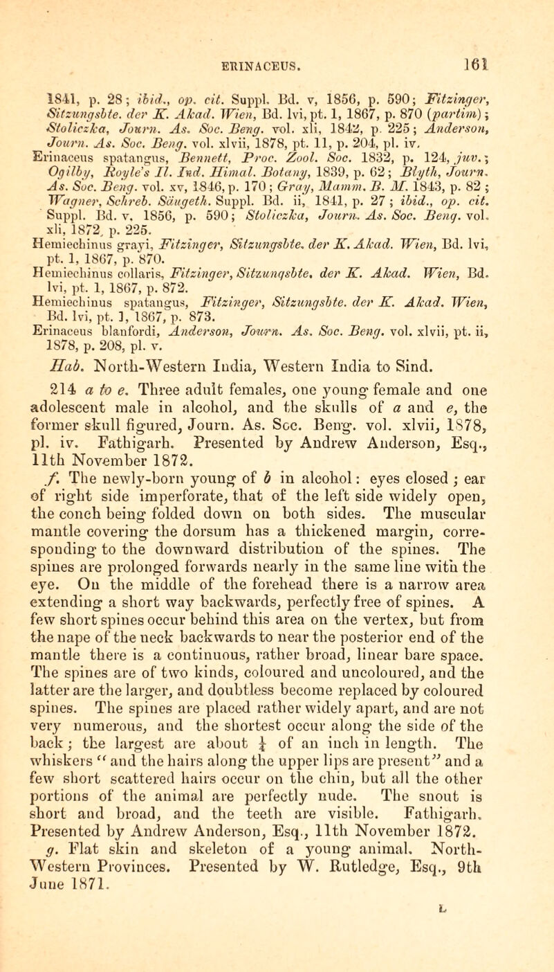 1841, p. 28; ibid., op. cit. Suppl. Bd. v, 185G, p. 590; Fitzinger, Sitzungsbte. der K. Akad. Wien, Bd. lvi, pt. 1, 1867, p. 870 (partim); Stoliczka, Journ. As. Soc. Beng. vol. xli, 1842, p. 225; Anderson, Journ. As. Soc. Beng. vol. xlvii, 1878, pt. 11, p. 204, pi. iv. Erinaceus spatangus, Bennett, Proe. Zool. Soc. 1832, p. 124, juv.; Ogilby, Boyle’s II. Ind. Himal. Botany, 1839, p. 62; Blyth, Journ. As. Sue. Beng. vol. xv, 1846, p. 170; Gray, Mamm. B. M. 1843, p. 82 ; Wagner, Sehreb. Sdugeth. Suppl. Bd. ii, 1841, p. 27 ; ibid., op. cit. Suppl. Bd. v. 1856, p. 590; Stoliczka, Journ- As. Soc. Beng. \ol. xli, 1872, p. 225. Hemiechinus grayi, Fitzinger, Sitzungsbte. der K. Alcad. Wien, Bd. lvi, pt. 1, 1867, p. 870. Hemiechinus collaris, Fitzinger, Sit'iunqsbte. der K. Akad. Wien, Bd. lvi, pt. 1, 1867, p. 872. Hemiechinus spatangus, Fitzinger, Sitzungsbte. der K. Akad. Wien, Bd. lvi, pt. 1, 1867, p. 873. Erinaceus blanfordi, Anderson, Journ. As. Soc. Beng. vol. xlvii, pt. ii, 1S78, p. 208, pi. v. Hab. North-Western India, Western India to Sind. 214 a to e. Three adult females, one young female and one adolescent male in alcohol, and the skulls of a and e, the former skull figured, Journ. As. Soc. Beng. vol. xlvii, 1S78, pi. iv. Fathigarh. Presented by Andrew Anderson, Esq., 11th November 1872. f. The newly-born young of b in alcohol: eyes closed ; ear of right side imperforate, that of the left side widely open, the conch being folded down on both sides. The muscular mantle covering the dorsum has a thickened margin, corre¬ sponding to the downward distribution of the spines. The spines are prolonged forwards nearly in the same line with the eye. On the middle of the forehead there is a narrow area extending a short way backwards, perfectly free of spines. A few short spines occur behind this area on the vertex, but from the nape of the neck backwards to near the posterior end of the mantle there is a continuous, rather broad, linear bare space. The spines are of two kinds, coloured and uncoloured, and the latter are the larger, and doubtless become replaced by coloured spines. The spines are placed rather widely apart, and are not very numerous, and the shortest occur along the side of the back; the largest are about £ of an inch in length. The whiskers “ and the hairs along the upper lips are present'” and a few short scattered hairs occur on the chin, but all the other portions of the animal are perfectly nude. The snout is short and broad, and the teeth are visible. Fathigarh. Presented by Andrew Anderson, Esq., 11th November 1872. g. Flat skin and skeleton of a young animal. North- Western Provinces. Presented by W. Rutledge, Escp, 9th June 1871. L.