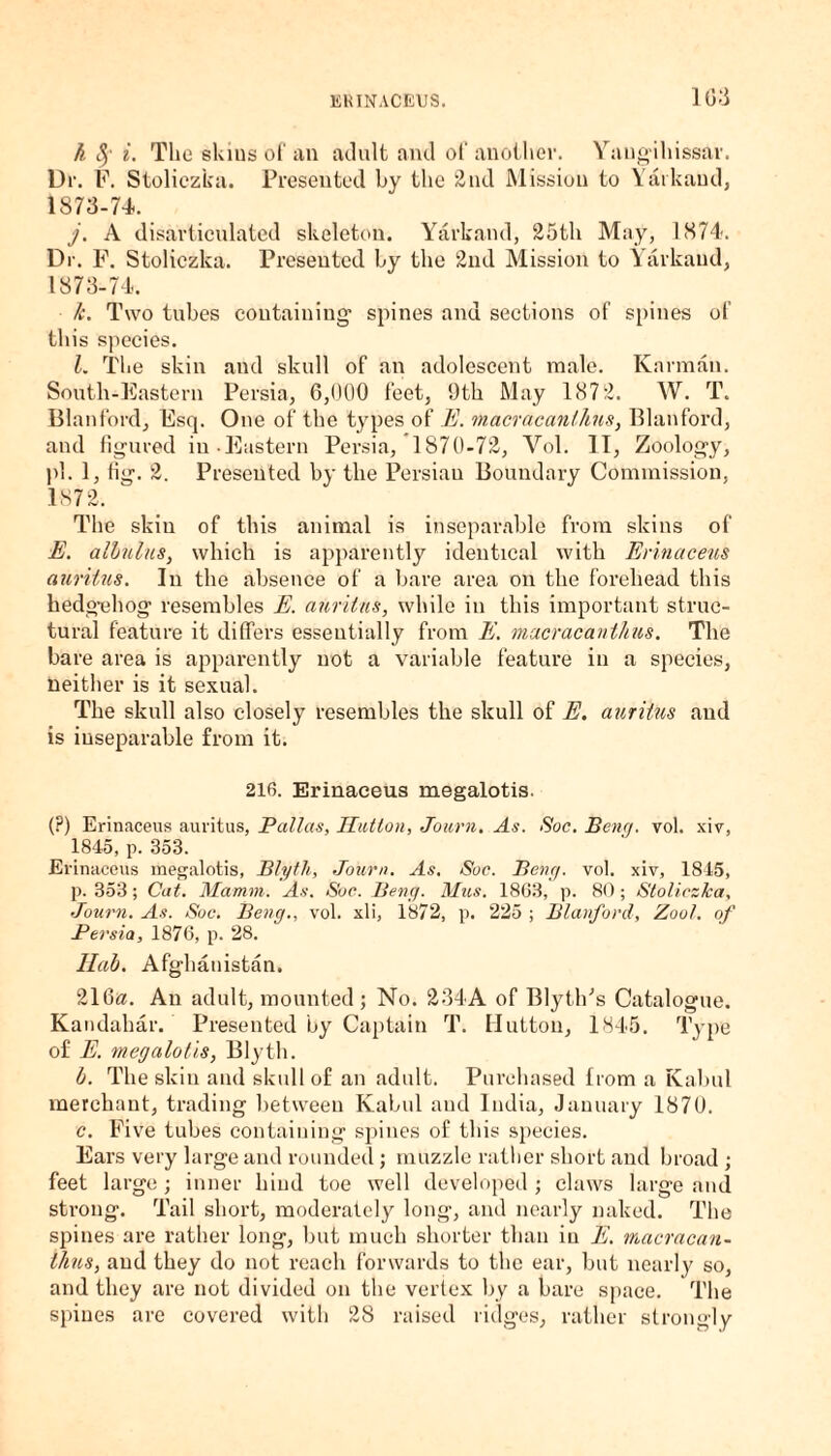 A $ i. The skins of an adult and of another. Yaugihissar. Dr. F. Stoliczka. Presented by the 2nd Mission to Yarkand, 1873-74. j. A disarticulated skeleton. Yarkand, 25th May, 1874. Dr. F. Stoliczka. Presented by the 2nd Mission to Yarkand, 1873-74. k. Two tubes containing' spines and sections of spines of this species. L The skin and skull of an adolescent male. Karmau. South-Eastern Persia, 6,000 feet, 9th May 1872. W. T. Blanford, Esq. One of the types of E. itiacracanthus, Ilian ford, and figured in Eastern Persia, 1870-72, Yol. II, Zoology, pi. 1, fig. 2. Presented by the Persian Boundary Commission, 1872. The skin of this animal is inseparable from skins of E. allulus, which is apparently identical with Erinaceus auritus. In the absence of a bare area on the forehead this hedg'ehog resembles E. auritus, while in this important struc¬ tural feature it differs essentially from E. macracanthus. The bare area is apparently not a variable feature in a species, neither is it sexual. The skull also closely resembles the skull of E. auritus and is inseparable from it. 216. Erinaceus megalotis. (?) Erinaceus auritus, Pallas, Ifutlon, Journ. As. Soc. Beny. vol. xiv, 1845, p. 353. Erinaceus megalotis, Blyth, Journ. As. Soc. Beny. vol. xiv, 1845, р. 353; Cat. Mamm. As. Soc. Beny. Mus. 1863, p. 80; Stoliczka, Journ. As. Soc. Beny., vol. xli, 1872, p. 225 ; Blanford, Zool. of Persia, 1876, p. 28. Hal. Afghanistan. 216a. An adult, mounted ; No. 234 A of BlytlFs Catalogue. Kandahar. Presented by Captain T. Hutton, 1845. Type of E. megalotis, Blyth. b. The skin and skull of an adult. Purchased from a Kabul merchant, trading between Kabul and India, January 1876. с. Five tubes containing spines of this species. Ears very large and rounded; muzzle rather short and broad ; feet large; inner hind toe well developed ; claws large and strong. Tail short, moderately long, and nearly naked. The spines are rather long, but much shorter than in E. macracan- thus, and they do not reach forwards to the ear, but nearly so, and they are not divided on the vertex by a bare space. The spines are covered with 28 raised ridges, rather strongly