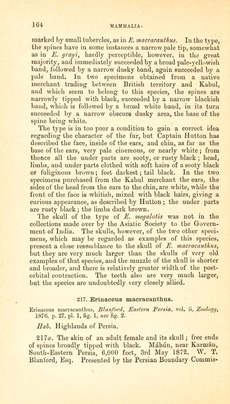 marked by small tubercles, as in E. macracanthus. In the type, the spines have in some instances a narrow pale tip, somewhat as in E. grayi, hardly perceptible, however, in the great majority, aud immediately succeeded by a broad pale-yellowish baud, followed by a narrow dusky band, again succeeded by a pale band. In two specimens obtained from a native merchant trading between British territory and Kabul, and which seem to belong to this species, the spines are narrowly tipped with black, succeeded by a narrow blackish band, which is followed by a broad white baud, in its turn succeeded by a narrow obscure dusky area, the base of the spine being white. The type is in too poor a condition to gain a correct idea regarding the character of the fur, but Captain Hutton has described the face, inside of the ears, aud chin, as far as the base of the ears, very pale cinereous, or nearly white; from thence all the under parts are sooty, or rusty black; head, limbs, and under parts clothed with soft hairs of a sooty black or fuliginous brown; feet darkest; tail black. In the two specimens purchased from the Kabul merchant the ears, the sides of the head from the ears to the chin, are white, while the front of the face is whitish, mixed with black hairs, giving a curious appearance, as described by Hutton; the under parts are rusty black; the limbs dark brown. The skull of the type of E. megalotis was not in the collections made over by the Asiatic Society to the Govern¬ ment of India. The skulls, however, of the two other speci¬ mens, which may be regarded as examples of this species, present a close resemblance to the skull of E. macracanthus, but they are very much larger than the skulls of very old examples of that species, and the muzzle of the skull is shorter and broader, and there is relatively greater width of the post¬ orbital contraction. The teeth also are very much larger, but the species are undoubtedly very closely allied. 217. Erinaceus macracanthus. Erinaceus macracanthus, Blanford, Eastern Persia, vol. ii, Zoology, 1876, p. 27, pi. 1, fig. 1, nee fig. 2. llah. H ighlands of Persia. 217a. The skin of an adult female and its skull; free ends of spines broadly tipped with black. Mahun, near Karman, South-Eastern Persia, 6,000 feet, 3rd May 1872. W. T. Blanford, Esq. Presented by the Persian Boundary Connnis-