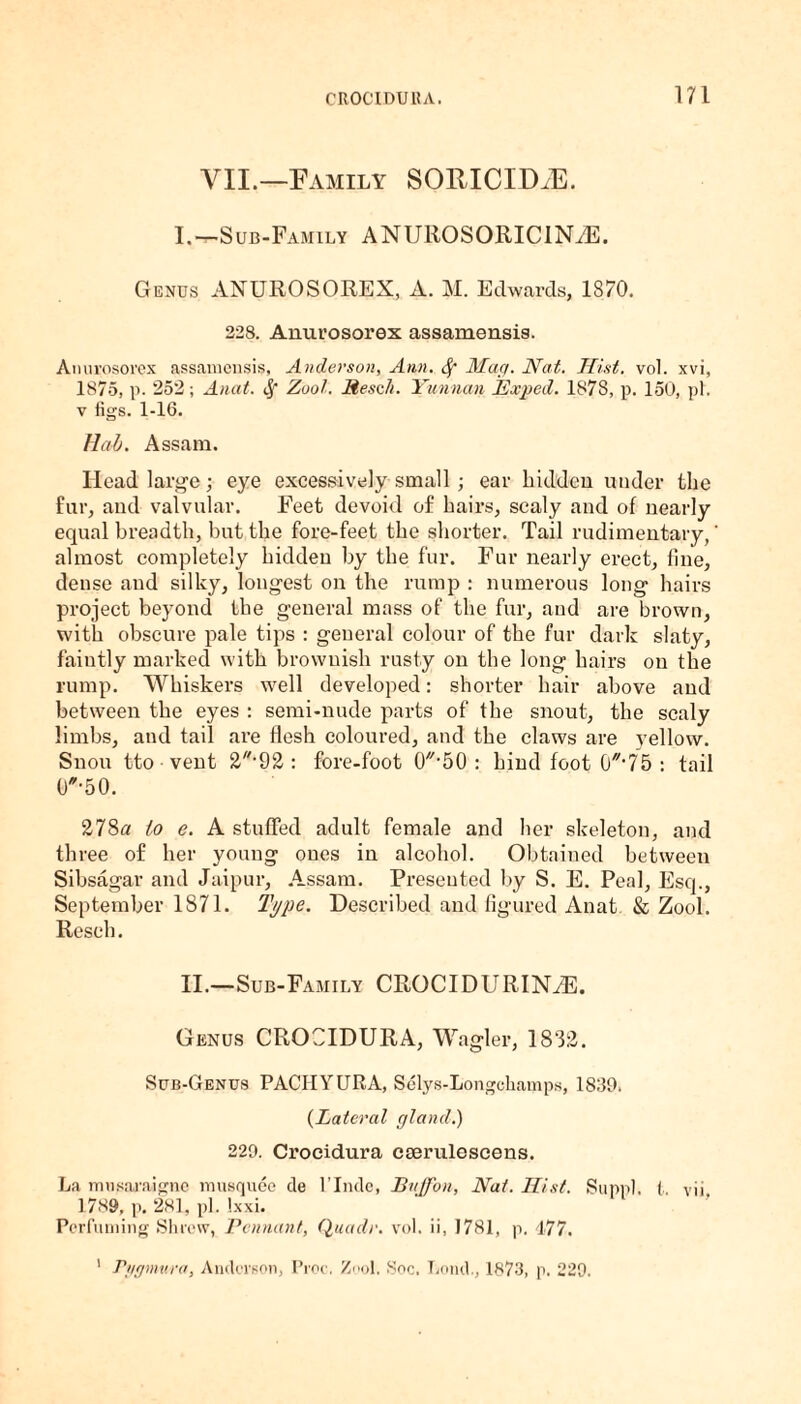 VII.—Family SORICIDiE. I.—Sub-Family ANUROSORICINiE. Genus ANUROSOREX, A. M. Edwards, 1870. 228. Anurosorex assamensis. Anurosorex assamensis, Anderson, Ann. Sf Mag. Nat. Hist. vol. xvi, 1875, p. 252; Anat. Zool. Resell. Yunnan Exped. 1878, p. 150, pi. v figs. 1-16. Had. Assam. Head large; eye excessively small; ear hidden under the fur, and valvular. Feet devoid of hairs, scaly and of nearly equal breadth, but the fore-feet the shorter. Tail rudimentary,' almost completely hidden by the fur. Fur nearly erect, fine, dense and silky, longest on the rump : numerous long hairs project beyond the general mass of the fur, and are brown, with obscure pale tips : general colour of the fur dark slaty, faintly marked with brownish rusty on the long hairs on the rump. Whiskers well developed: shorter hair above and between the eyes : semi-nude parts of the snout, the scaly limbs, and tail are flesh coloured, and the claws are yellow. Snou tto vent 2’92 : fore-foot O^bO : hind foot O'7,75 : tail (T-50. 278a to e. A stuffed adult female and her skeleton, and three of her young ones in alcohol. Obtained between Sibsagar and Jaipur, Assam. Presented by S. E. Peal, Esq., September 1871. Type. Described and figured Anat & Zool. Resell. II.—Sub-Family CROCIDURIN/E. Genus CROCIDURA, Wagler, 1832. Sub-Genus PACHYURA, Selys-Longchamps, 1839. {La teral gland.) 229. Crocidura ccerulescens. La mnsaraigne musquee de l’lnde, Buffon, Nat. Hist. Suppl. t. vii. 1789, p. 281, pi. !xxi. Perfuming Shrew, Pennant, Quadr. vol. ii, 1781, p. 477. 1 Pggmum, Anderson, Proc. Zool, Soc. Lend., 1873, p. 229.