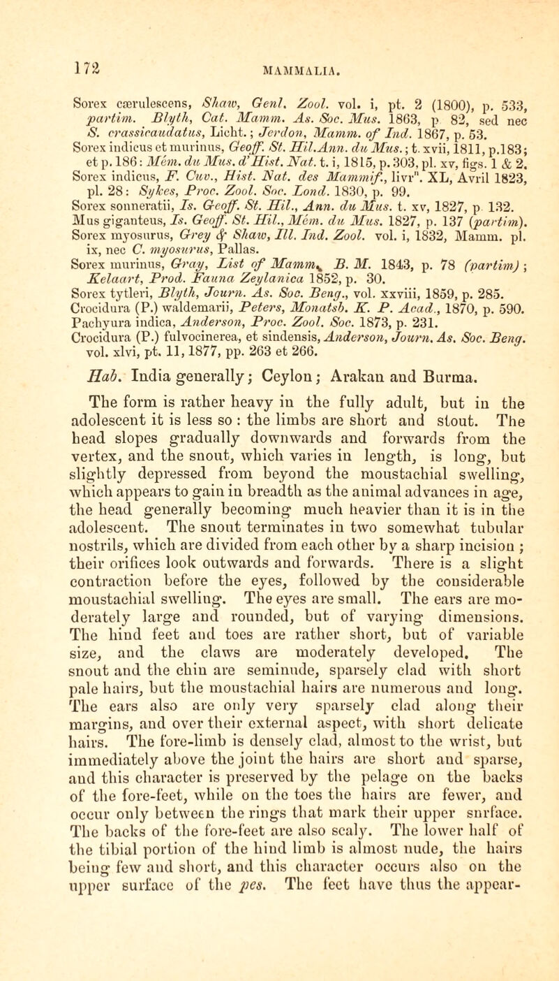 Sorex cserulescens, Shaw, Genl. Zool. vol. i, pt. 2 (1800), p. 533, partim. Blyth, Cat. Mamm. As. Soc. Mus. 1863, p 82, sed nec S. crassicaudatus, Lioht.; Jerdon, Mamm. of Ind. 1867, p. 53. Sorex indicus et murinus, Geoff. St. Hid.Ann. du Mus.; t. xvii, 1811, p.183; et p. 186: Mem. du Mus. d'Hist. Hat. t. i, 1815, p. 303, pi. xv, figs. 1 & 2. Sorex indicus, F. Cuv., Hist. Nat. des Mammif, livr. XL, Avril 1823, pi. 28: Sykes, Prop. Zool. Soc. Bond. 1830, p. 99. Sorex sonneratii, Is. Geoff. St. Hil., Ann. du Mus. t. xv, 1827, p 132. Mus giganteus, Is. Geoff. St. Hil., Mem. du Mus. 1827, p. 137 {partim). Sorex myosurus, Grey Sf Shaw, III. Ind. Zool. vol. i, 1832, Mamm. pi. ix, nec C. myosurus, Pallas. Sorex murinus, Gray, List of Mamm^ B. M. 1843, p. 78 (partim) ; Kelaart, Prod. Fauna Zeylanica 1852, p. 30. Sorex tytleri, Blyth, Journ. As. Soc. Beng., vol. xxviii, 1859, p. 285. Crocidura (P.) waldemarii, Peters, Monatsb. K. P. Acad., 1870, p. 590. Pachyura indica, Anderson, Proe. Zool. Soc. 1873, p. 231. Crocidura (P.) fulvocinerea, et sindensis, Anderson, Journ. As. Soc. Beng. vol. xlvi, pt. 11,1877, pp. 263 et 266. Hab. India generally; Ceylon; Arakan and Burma. The form is rather heavy in the fully adult, but in the adolescent it is less so : the limbs are short aud stout. The head slopes gradually downwards and forwards from the vertex, and the snout, which varies in length, is long, but slightly depressed from beyond the moustachial swelling, which appears to gain in breadth as the animal advances in age, the head generally becoming much heavier than it is in tiie adolescent. The snout terminates in two somewhat tubular nostrils, which are divided from each other by a sharp incision ; their orifices look outwards aud forwards. There is a slight contraction before the eyes, followed by the considerable moustachial swelling. The eyes are small. The ears are mo¬ derately large and rounded, but of varying dimensions. The hind feet and toes are rather short, but of variable size, and the claws are moderately developed. The snout and the chin are seminude, sparsely clad with short pale hairs, but the moustachial hairs are numerous and long. The ears also are only very sparsely clad along their margins, and over their external aspect, with short delicate hairs. The fore-limb is densely clad, almost to the wrist, but immediately above the joint the hairs are short aud sparse, aud this character is preserved by the pelage on the backs of the fore-feet, while on the toes the hairs are fewer, and occur only between the rings that mark their upper surface. The backs of the fore-feet are also scaly. The lower half of the tibial portion of the hind limb is almost nude, the hairs being few and short, and this character occurs also on the upper surface of the pes. The feet have thus the appear-