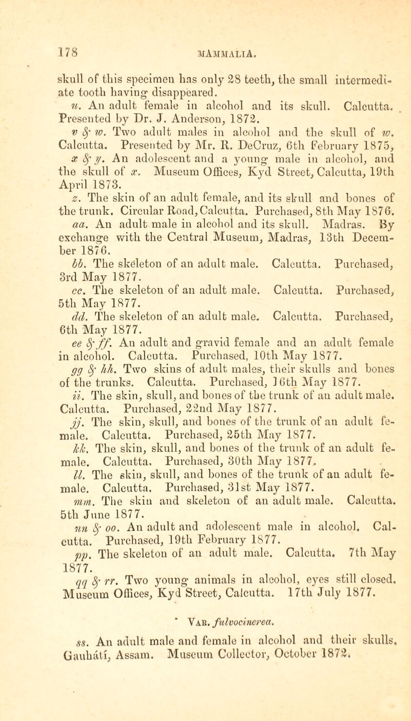 skull of this specimen has only 28 teeth, the small intermedi¬ ate tooth having- disappeared. n. An adult female in alcohol and its skull. Calcutta. Presented by Dr. J. Anderson, 1872. v Sf w. Two adult males in alcohol and the skull of w. Calcutta. Presented by Mr. R. DeCruz, 6th February 1875, x Sf 7/. An adolescent and a young- male in alcohol, and the skull of x. Museum Offices, Kyd Street, Calcutta, 19th April 1873. z. The skin of an adult female, and its skull and bones of the trunk. Circular Road, Calcutta. Purchased, 8th May 1S76. aa. An adult male in alcohol and its skull. Madras. By exchange with the Central Museum, Madras, 13th Decem¬ ber 1876. bb. The skeleton of an adult male. Calcutta. Purchased, 3rd May 1877. cc. The skeleton of an adult male. Calcutta. Purchased, 5th May 1877. del. The skeleton of an adult male. Calcutta. Purchased, 6th May 1877. ee Sf ff. An adult and gravid female and an adult female in alcohol. Calcutta. Purchased, 10th May 1877. gg 8f hh. Two skins of adult males, their skulls and bones of the trunks. Calcutta. Purchased, 16th May 1877. ii. The skin, skull, and bones of the trunk of an adult male. Calcutta. Purchased, 22nd May 1877. jj. The skin, skull, and bones of the trunk of au adult fe¬ male. Calcutta. Purchased, 25th May 1877. kk. The skin, skull, and bones of the trunk of an adult fe¬ male. Calcutta. Purchased, 30th May 1877. U. The skin, skull, and bones of the trunk of an adult fe¬ male. Calcutta. Purchased, 31st May 1877. mm. The skin and skeleton of an adult male. Calcutta. 5th June 1877. nn 8f oo. An adult and adolescent male in alcohol. Cal¬ cutta. Purchased, 19th February 1877. pp. The skeleton of an adult male. Calcutta. 7th May 1877. qq Sf rr. Two young animals in alcohol, eyes still closed. Museum Offices, Kyd Street, Calcutta. 17th July 1877. Var. fulvocinerea. ss. An adult male and female in alcohol and their skulls, Gauhati, Assam. Museum Collector, October 1872.