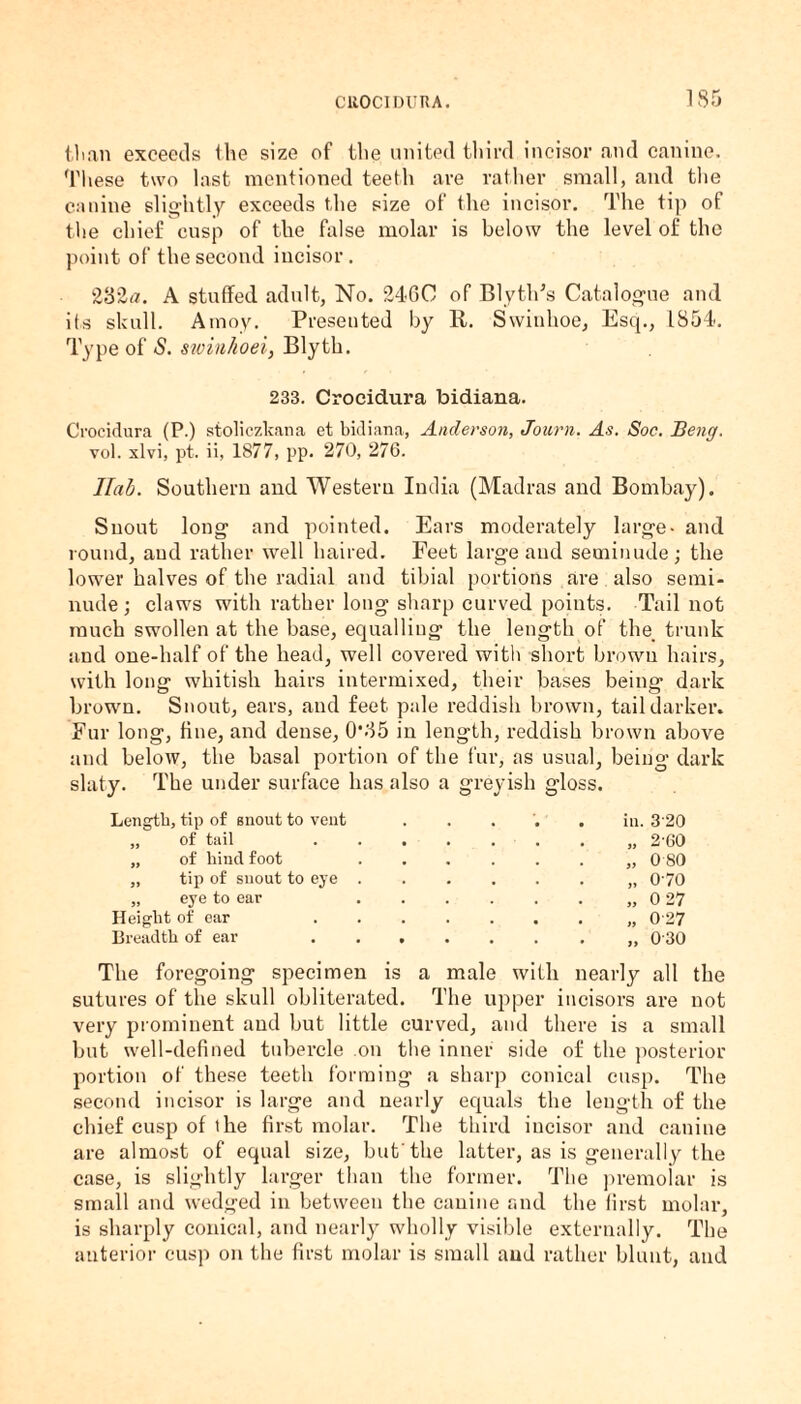 than exceeds the size of the united third incisor and canine. These two last mentioned teeth are rather small, and the canine slightly exceeds the size of the incisor. The tip of the chief cusp of the false molar is below the level of the point of the second incisor. 28-2rt!. A stuffed adult, No. 2460 of Bly tiffs Catalogue and its skull. Amoy. Presented by It. Swinhoe, Escp, 1854. Type of S. swinhoei, Blyth. 233. Crocidura bidiana. Croeidura (P.) stoliczkana et bidiana, Anderson, Journ. As. Soc. Beng. vol. xlvi, pt. ii, 1877, pp. 270, 276. llctb. Southern and Western India (Madras and Bombay). Snout long and pointed. Ears moderately large- and round, and rather well haired. Feet large and seminude; the lower halves of the radial and tibial portions are also semi¬ nude; claws with rather long sharp curved points. Tail not much swollen at the base, equalling the length of the trunk and one-half of the head, well covered with short brown hairs, with long whitish hairs intermixed, their bases being dark brown. Snout, ears, and feet pale reddish brown, tail darker. Fur long, tine, and dense, 0*85 in length, reddish brown above and below, the basal portion of the fur, as usual, being- dark slaty. The under surface has also a greyish gloss. Length, tip of snout to vent . . • , . in. 3-20 „ of tail „ 2-60 „ of hind foot „ 0 80 „ tip of snout to eye . „ 070 „ eye to ear „ 0 27 Height of ear „ 0-27 Breadth of ear • • • • „ 0 30 The foregoing specimen is a male with nearly all sutures of the skull obliterated. The upper incisors are not very prominent and but little curved, and there is a small but well-defined tubercle on the inner side of the posterior portion of these teeth forming a sharp conical cusp. The second incisor is large and nearly equals the length of the chief cusp of the first molar. The third incisor and canine are almost of equal size, but'the latter, as is generally the case, is slightly larger than the former. The premolar is small and wedged in between the canine and the first molar, is sharply conical, and nearly wholly visible externally. The anterior cusp on the first molar is small and rather blunt, and